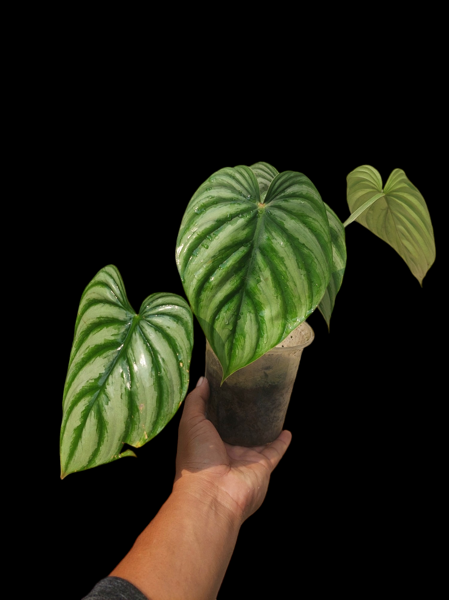 Philodendron Mamei Silver Cloud (EXACT PLANT)