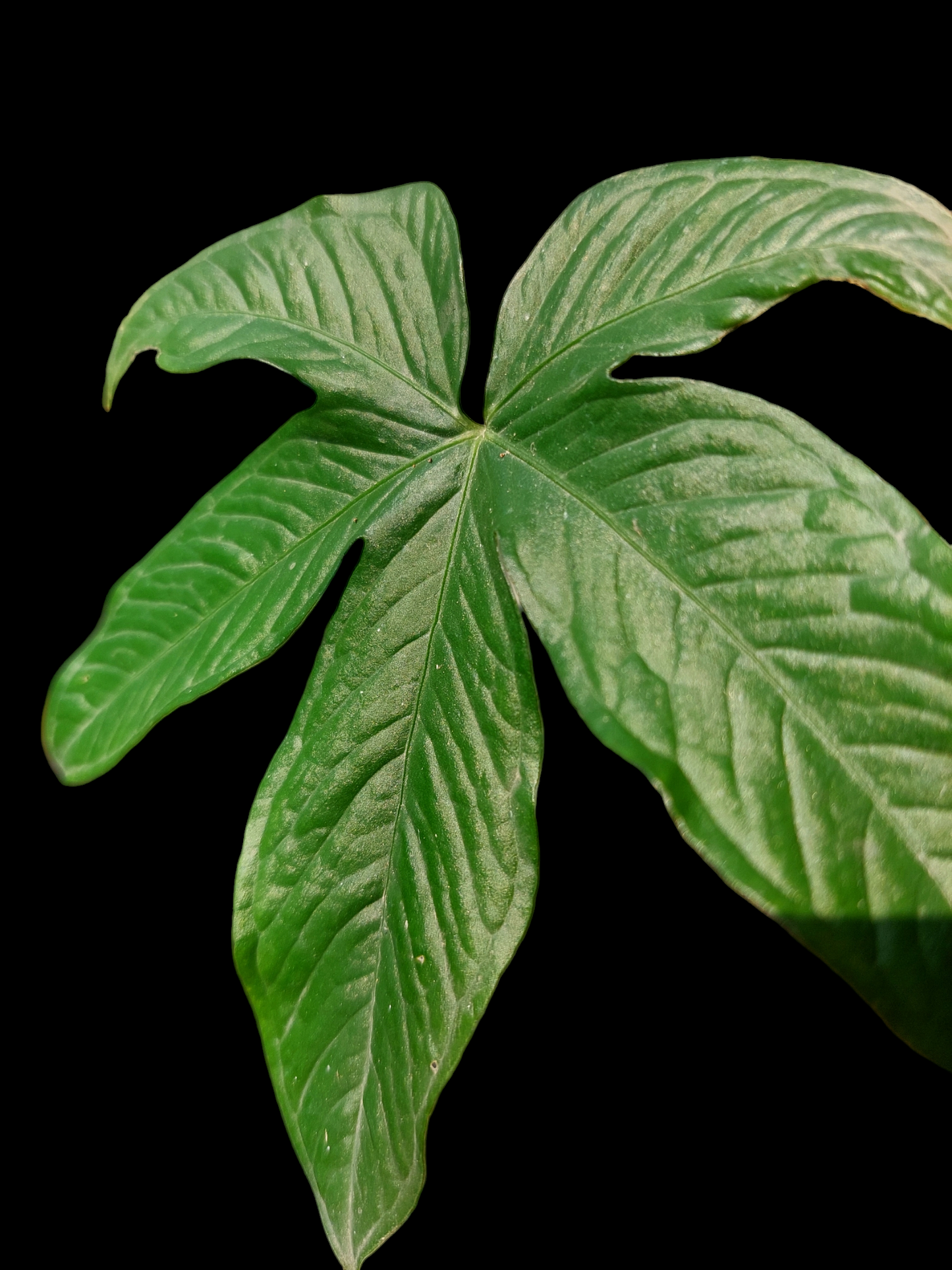 Anthurium Prodoense Croat size Small (EXACT PLANT)