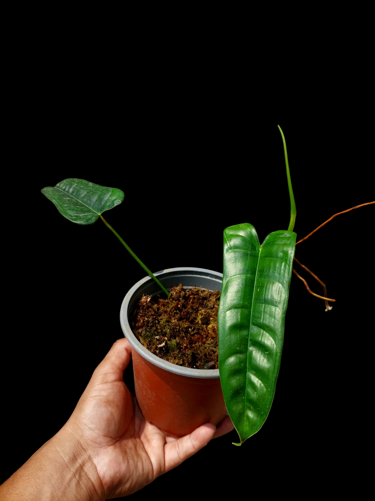 Philodendron Felix with 2 Leaves (EXACT PLANT)