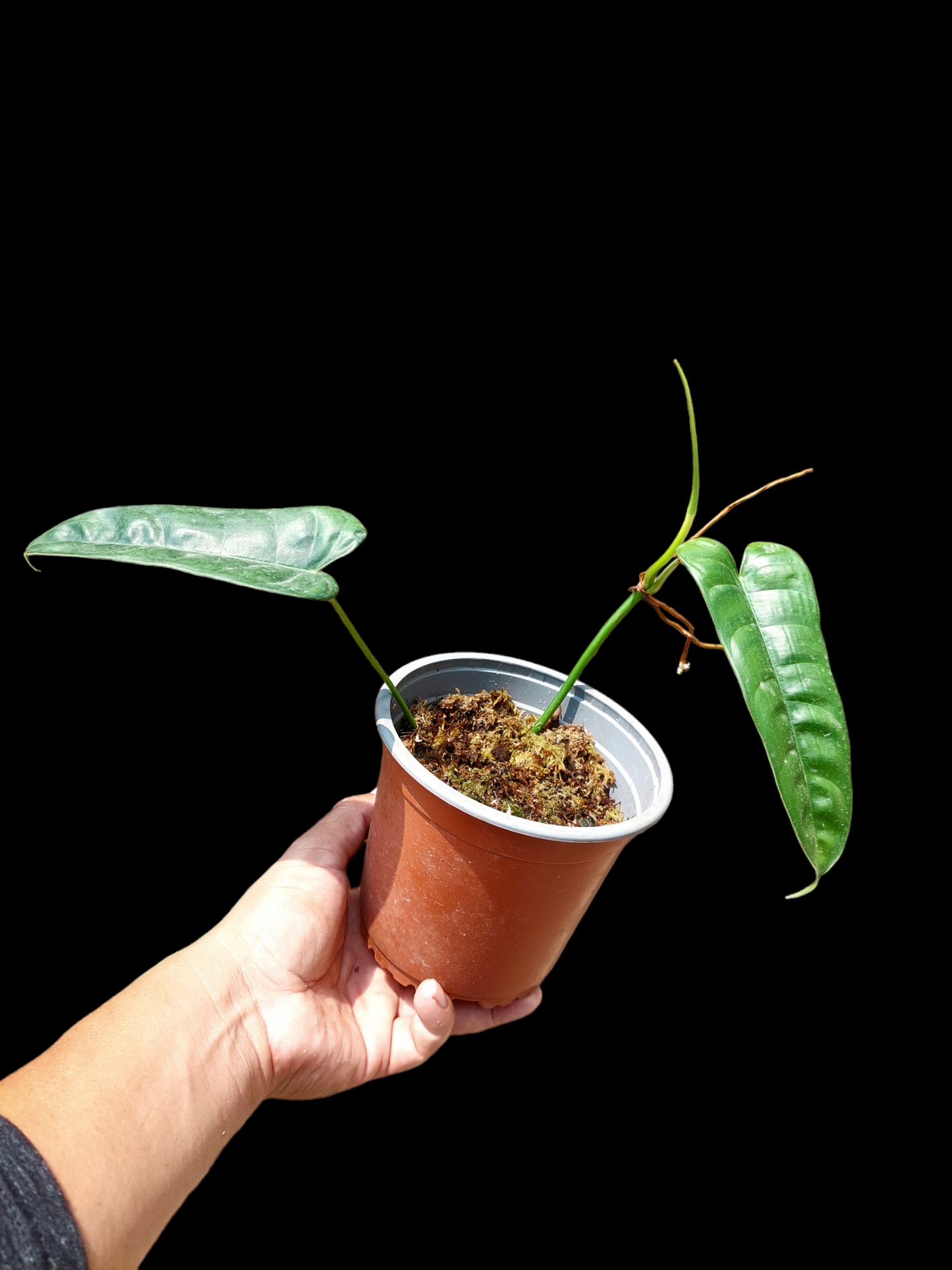 Philodendron Felix with 2 Leaves (EXACT PLANT)