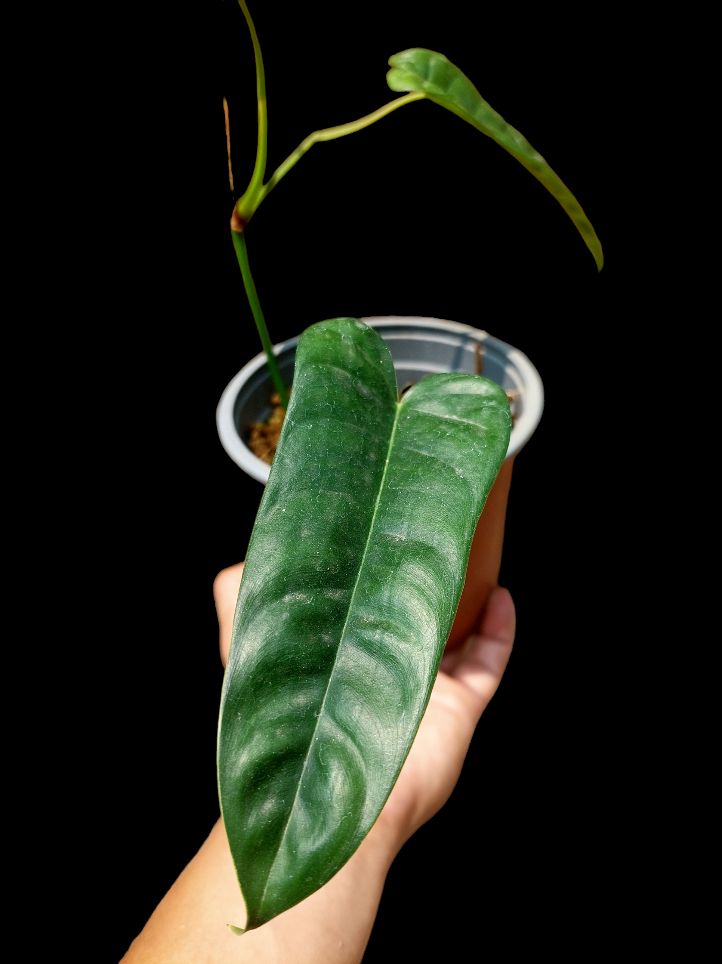 Philodendron Felix with 2 Leaves (EXACT PLANT)