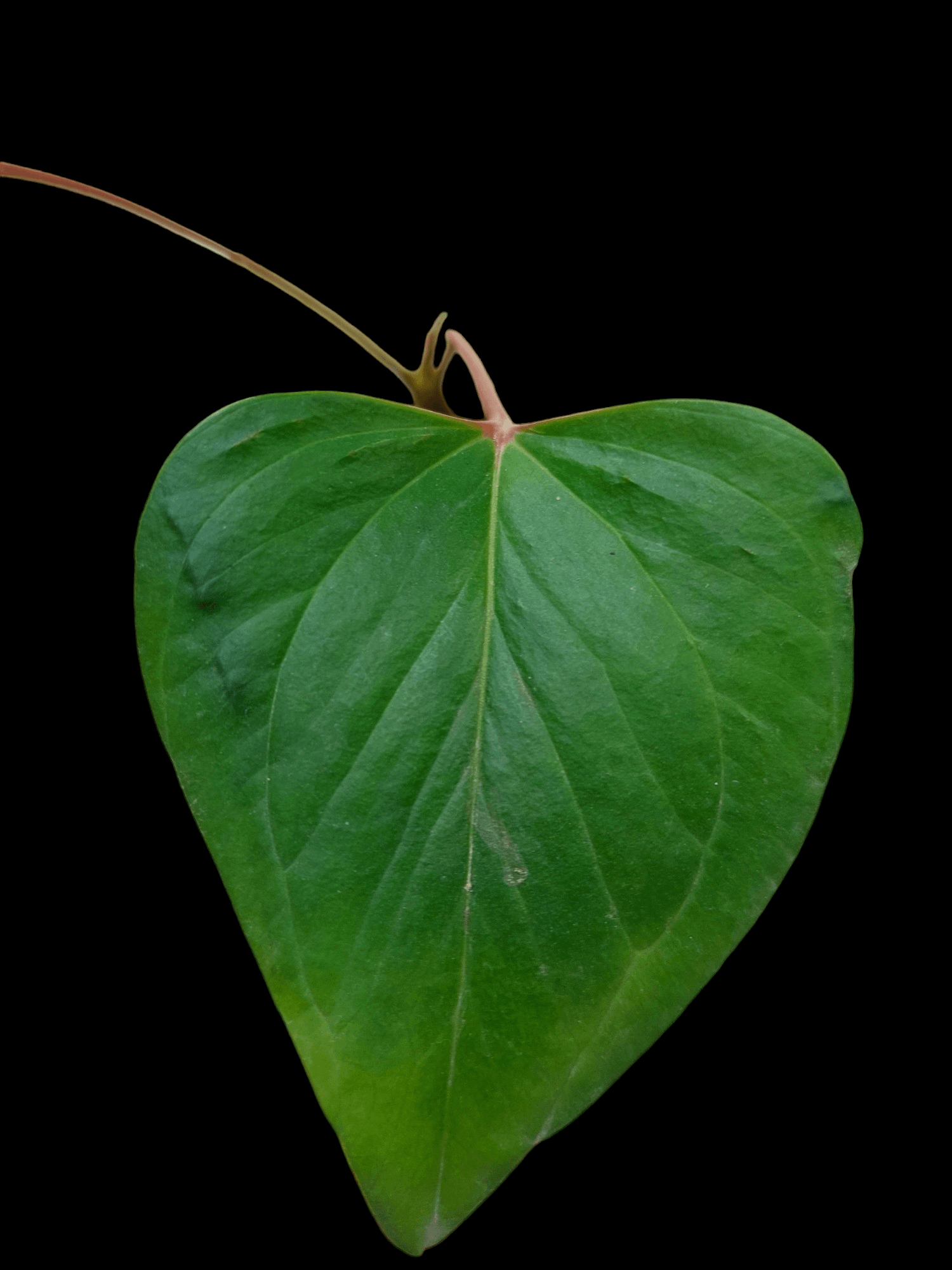 anthurium red arrow Anthurium sp. 'Red Arrow' (EXACT PLANT)