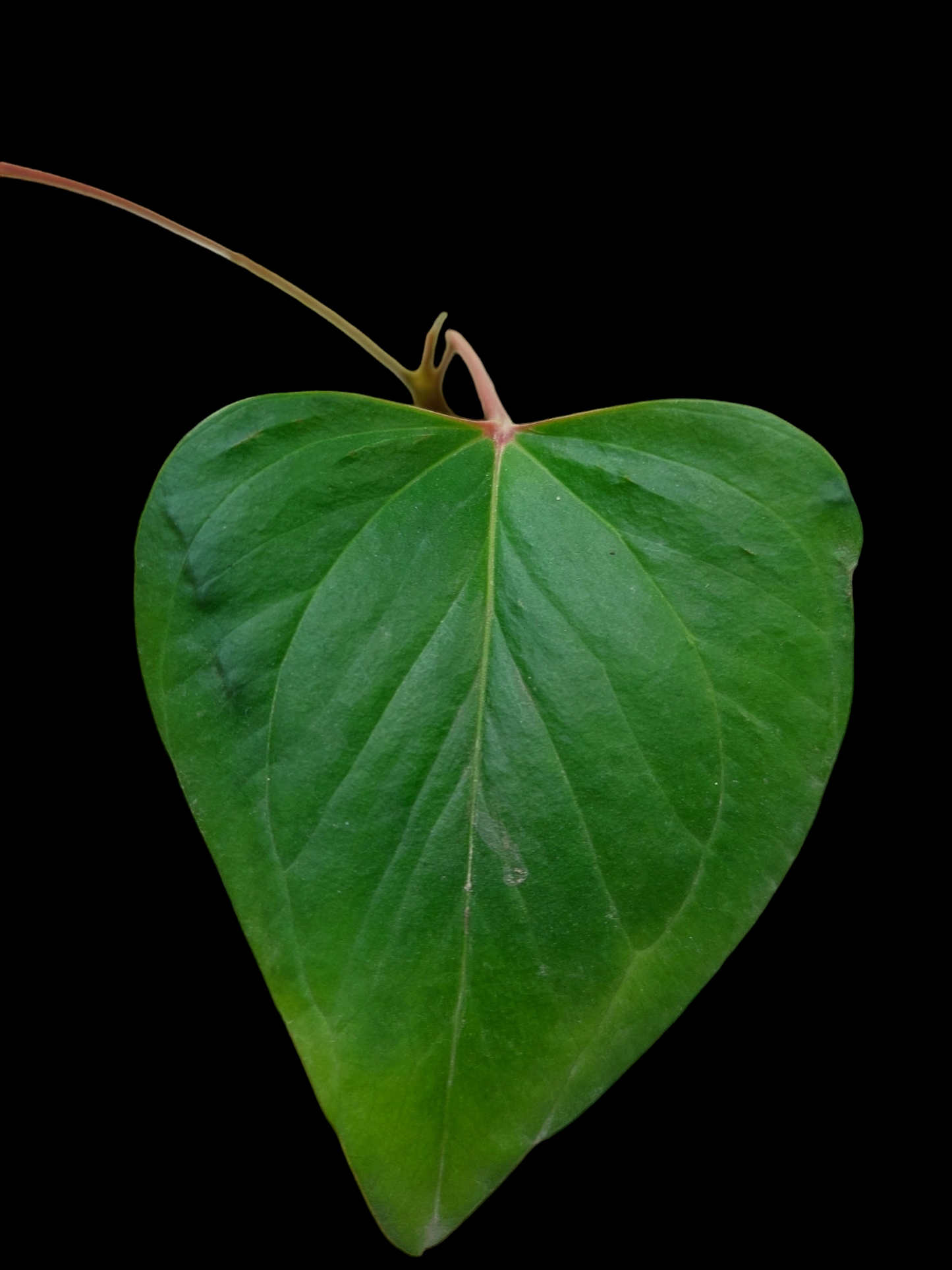 Anthurium sp. 'Red Arrow' (EXACT PLANT)