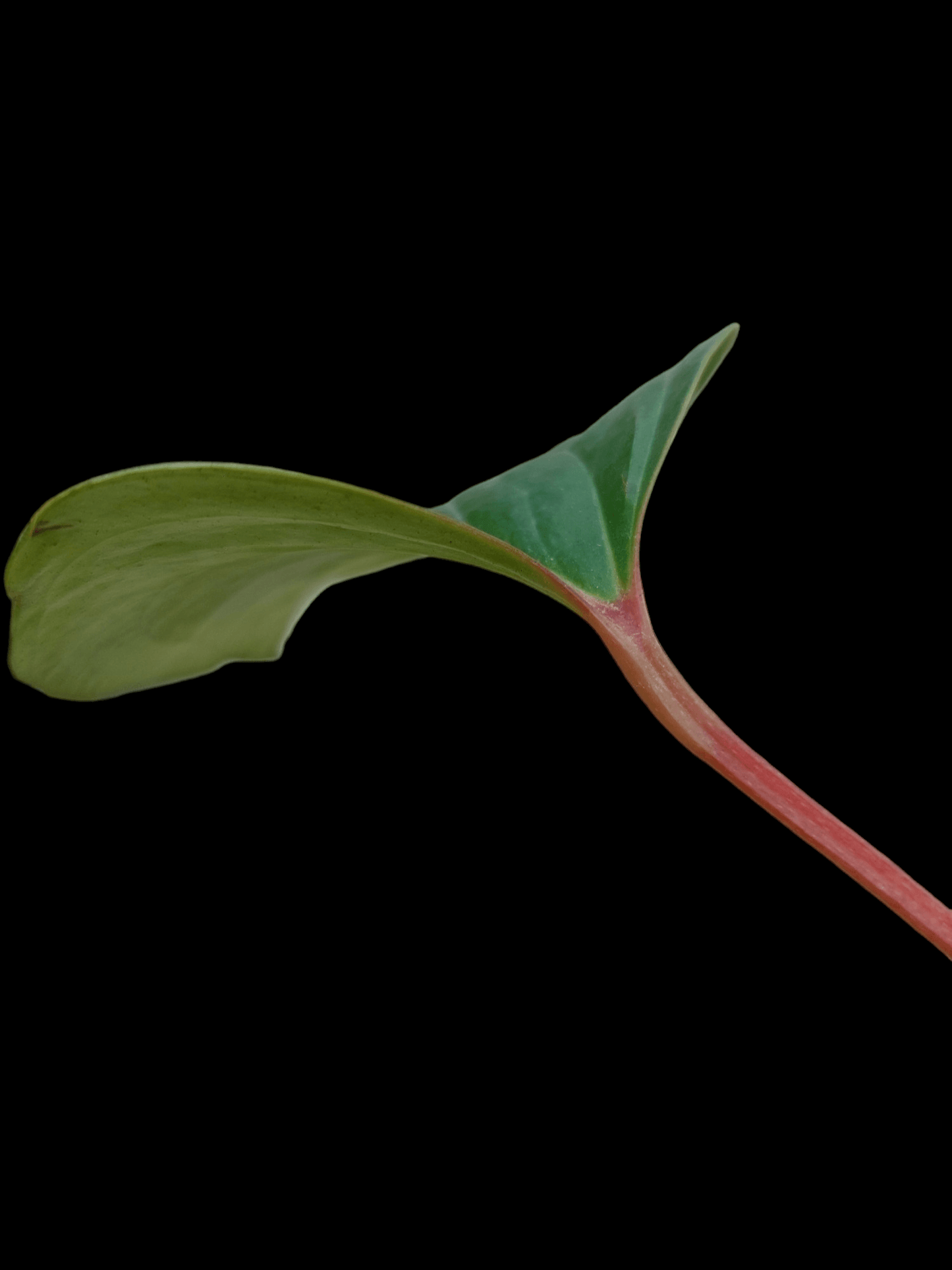 anthurium red arrow Anthurium sp. 'Red Arrow' (EXACT PLANT)