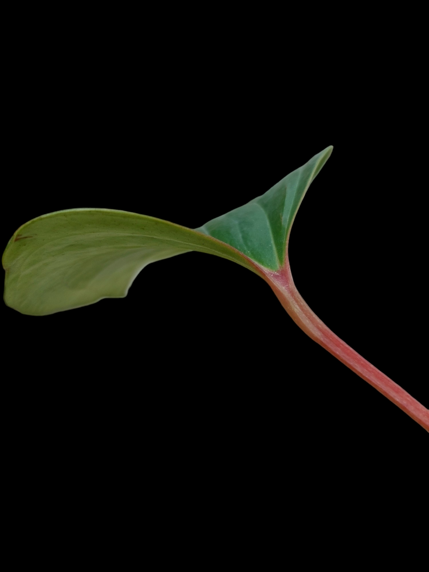 Anthurium sp. 'Red Arrow' (EXACT PLANT)