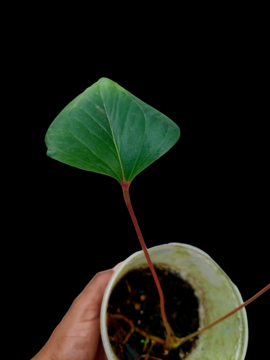 Anthurium sp. 'Red Arrow' (EXACT PLANT)