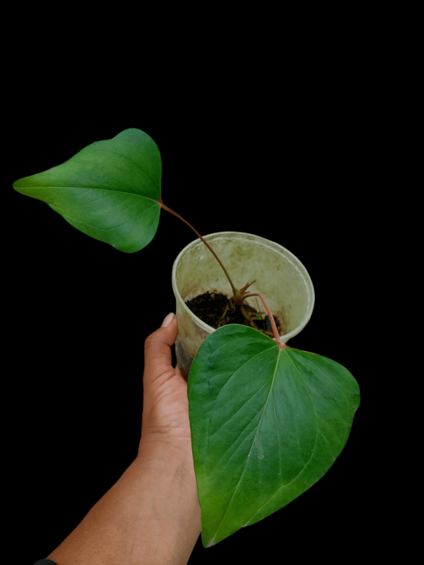 anthurium red arrow Anthurium sp. 'Red Arrow' (EXACT PLANT)