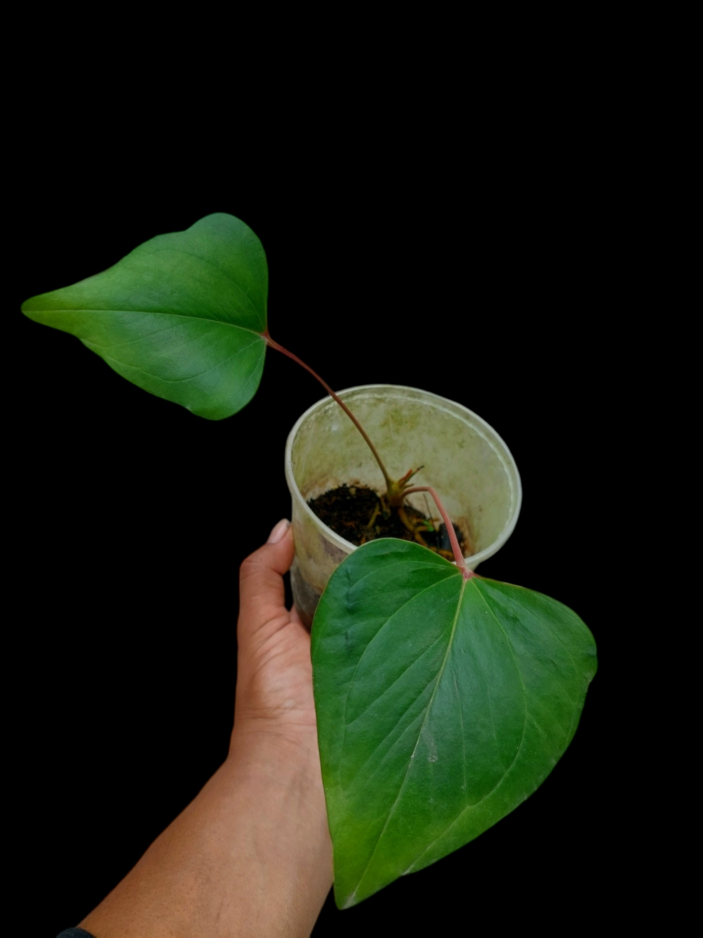 Anthurium sp. 'Red Arrow' (EXACT PLANT)