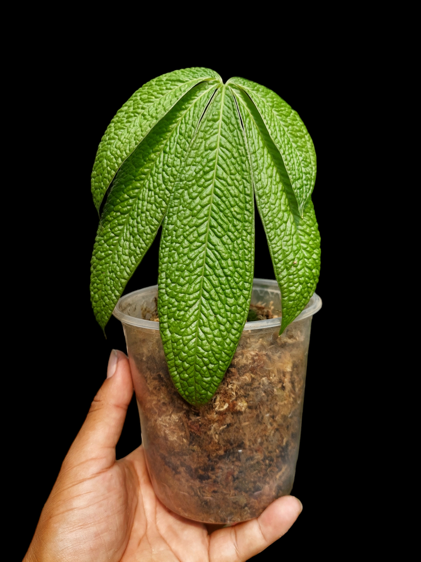 Anthurium sp. "weed of the andes" (ACTUAL PLANT)