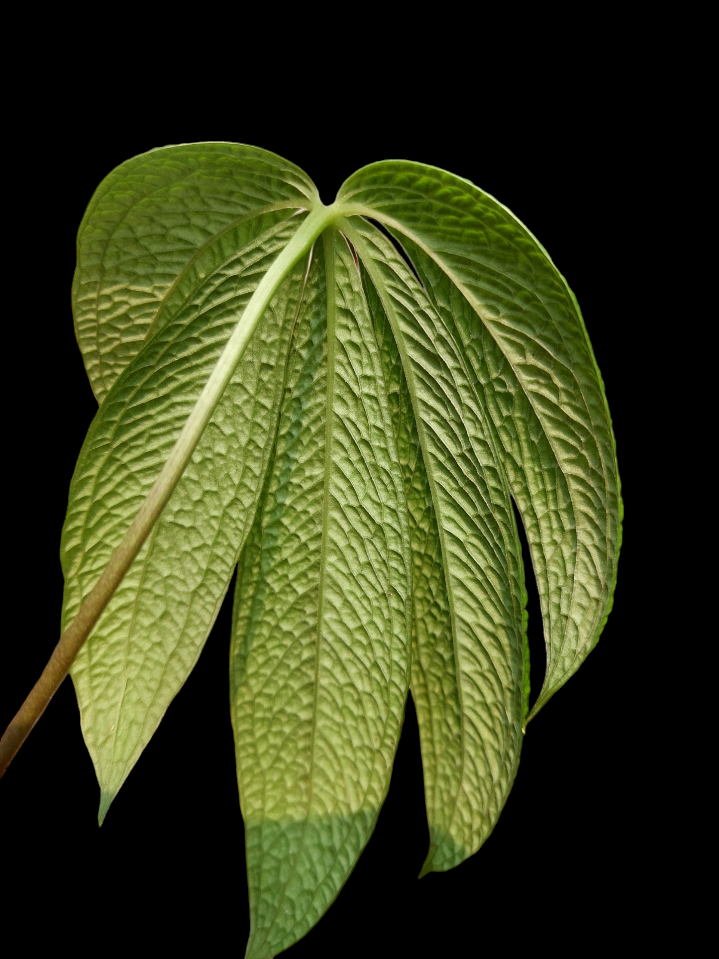 Anthurium sp. "weed of the andes" (ACTUAL PLANT)