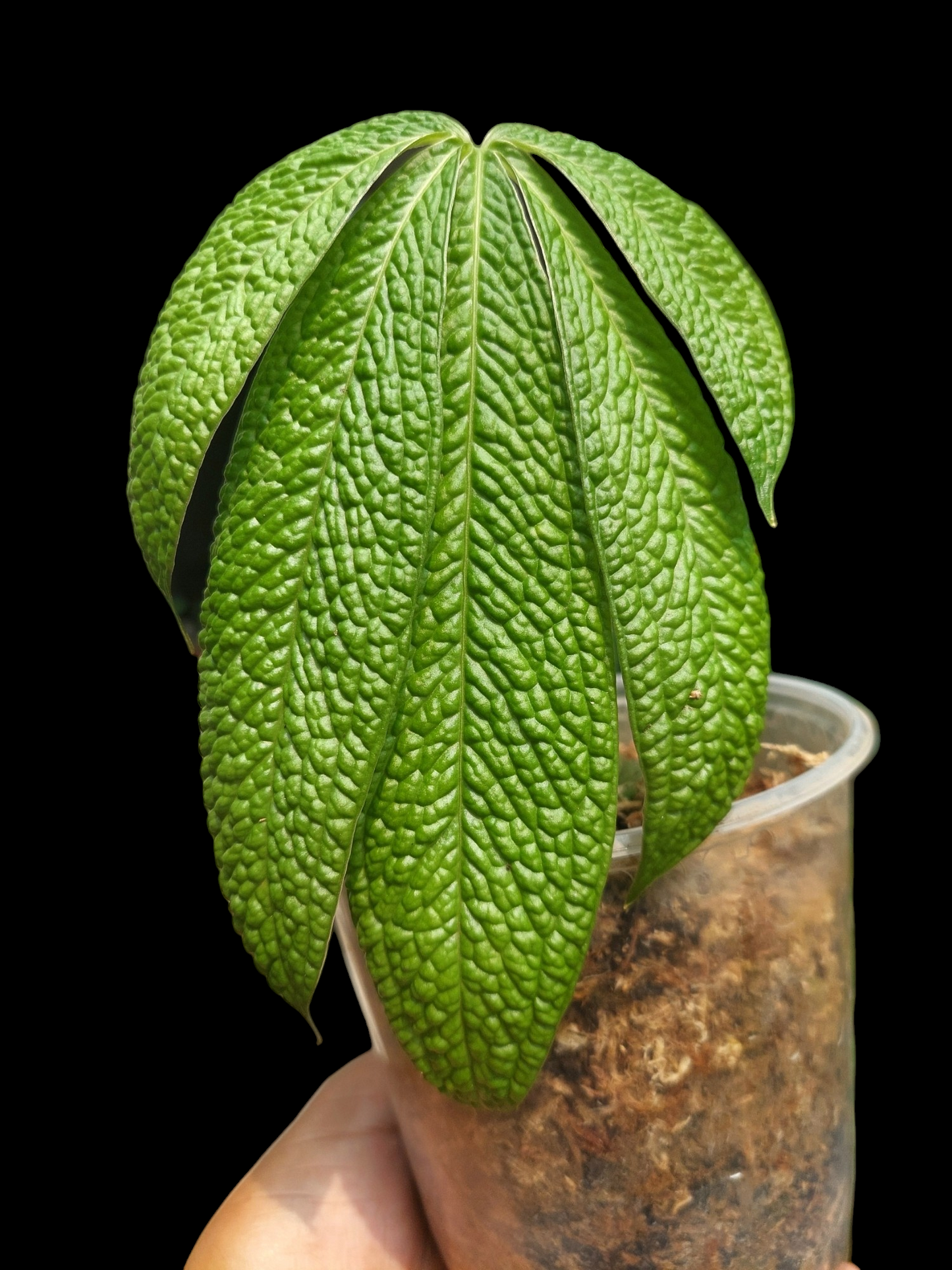 Anthurium sp. "weed of the andes" (ACTUAL PLANT)