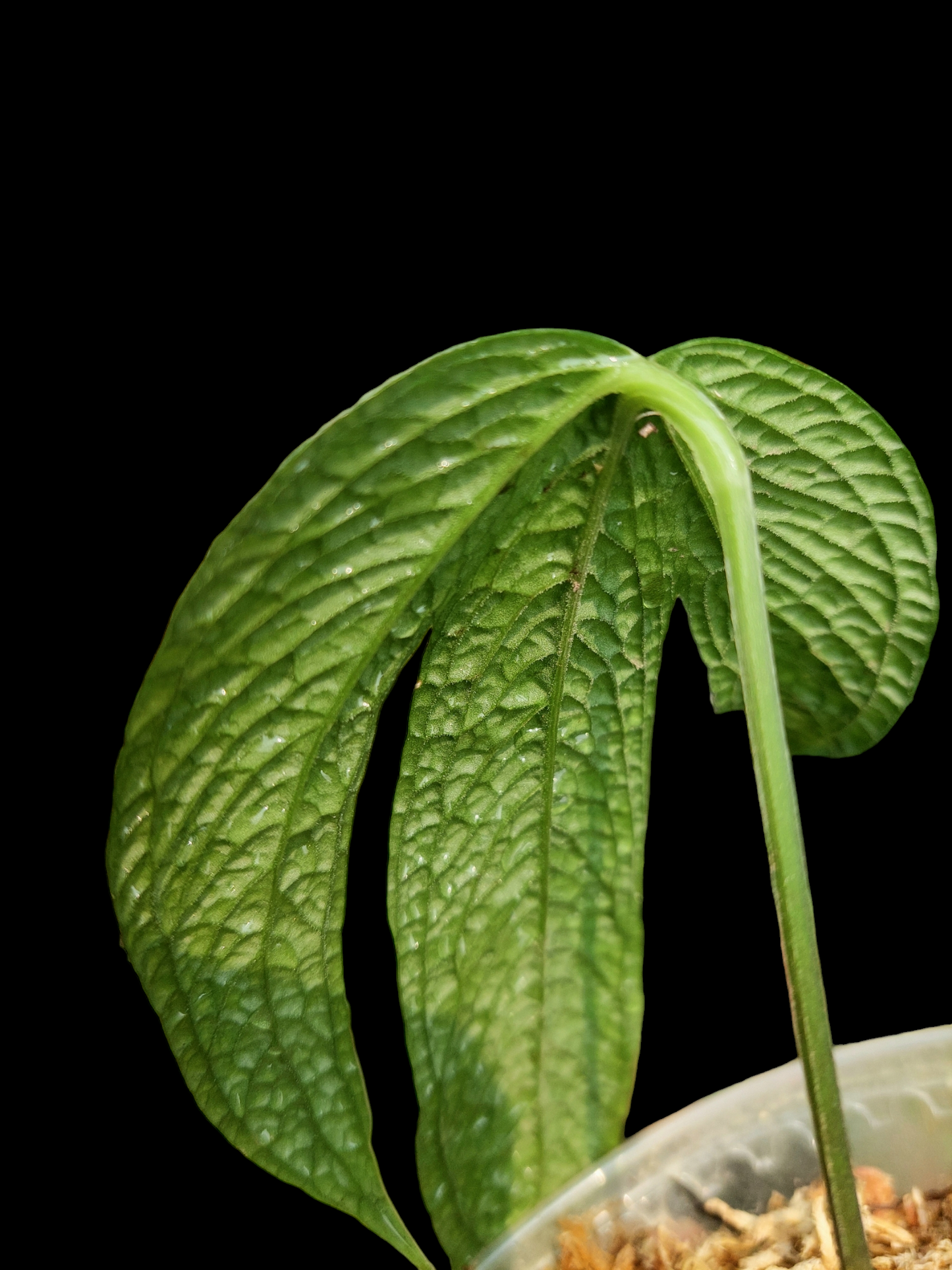 Anthurium sp. "Crocodile Hands" (EXACT PLANT)