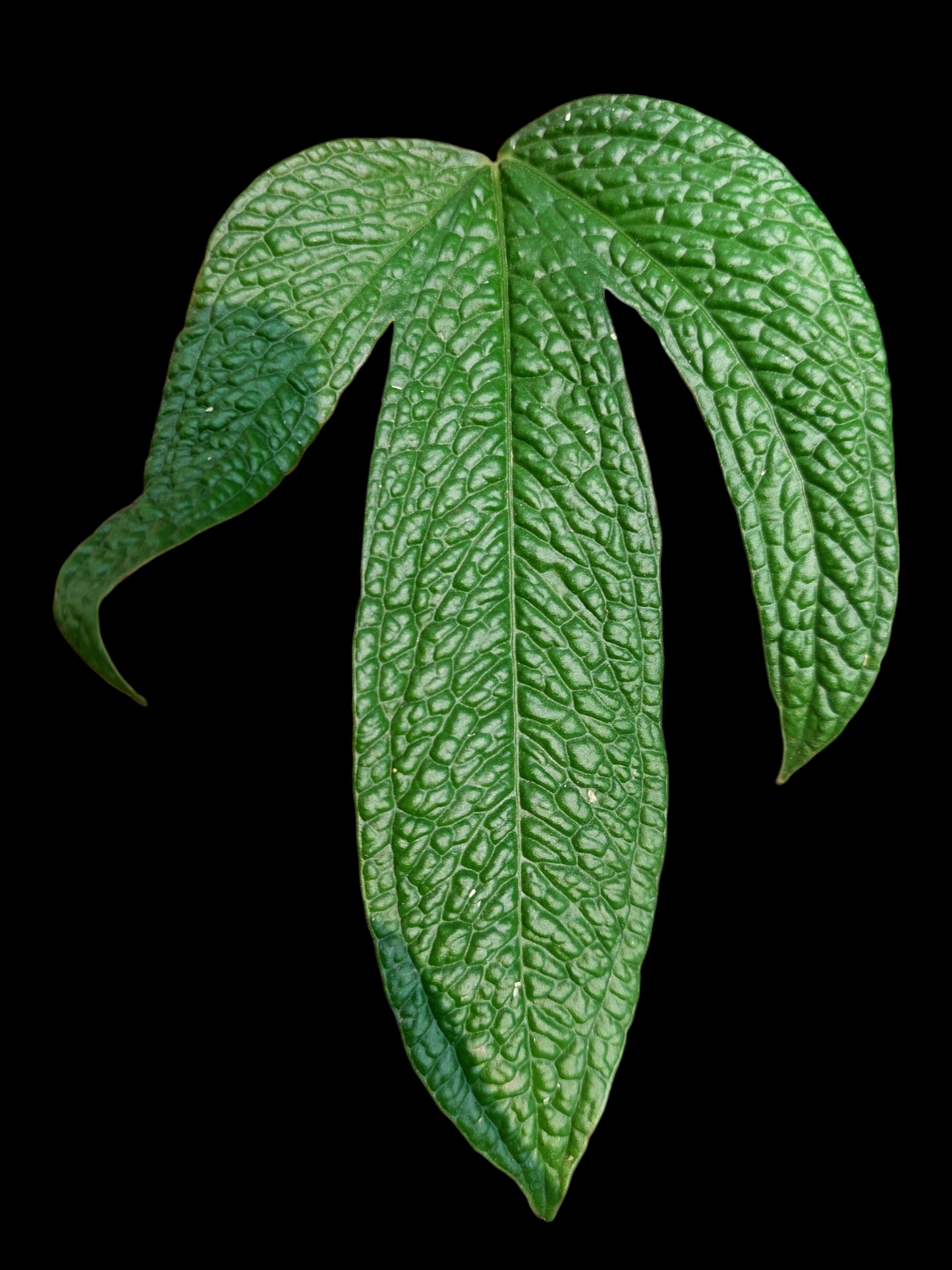 Anthurium sp. "Crocodile Hands" (EXACT PLANT)