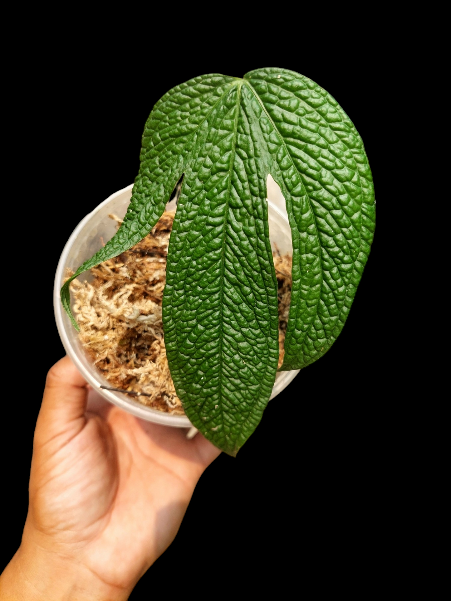 Anthurium sp. "Crocodile Hands" (EXACT PLANT)