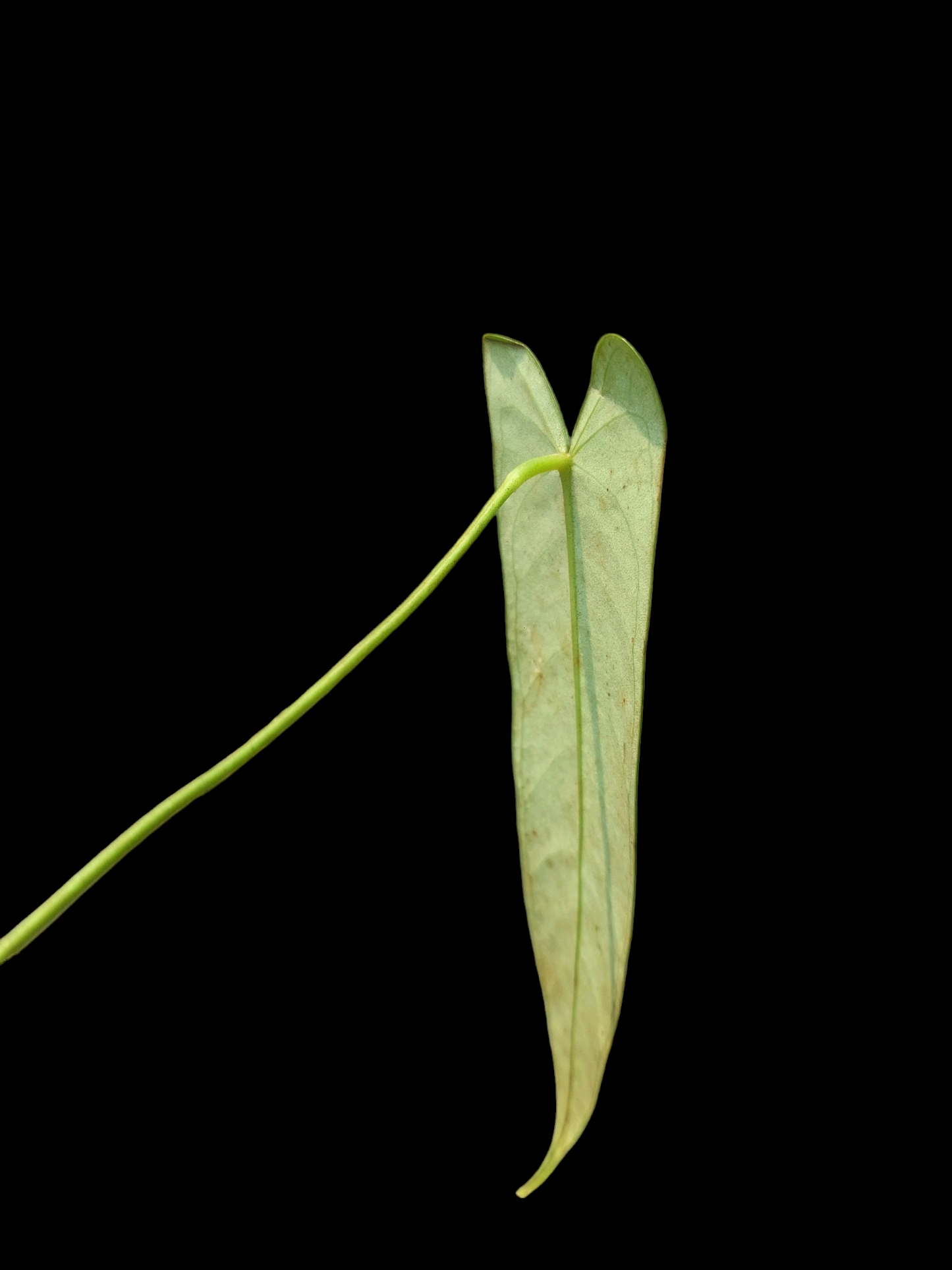 Anthurium Josei Narrow Form Size Small (EXACT PLANT)