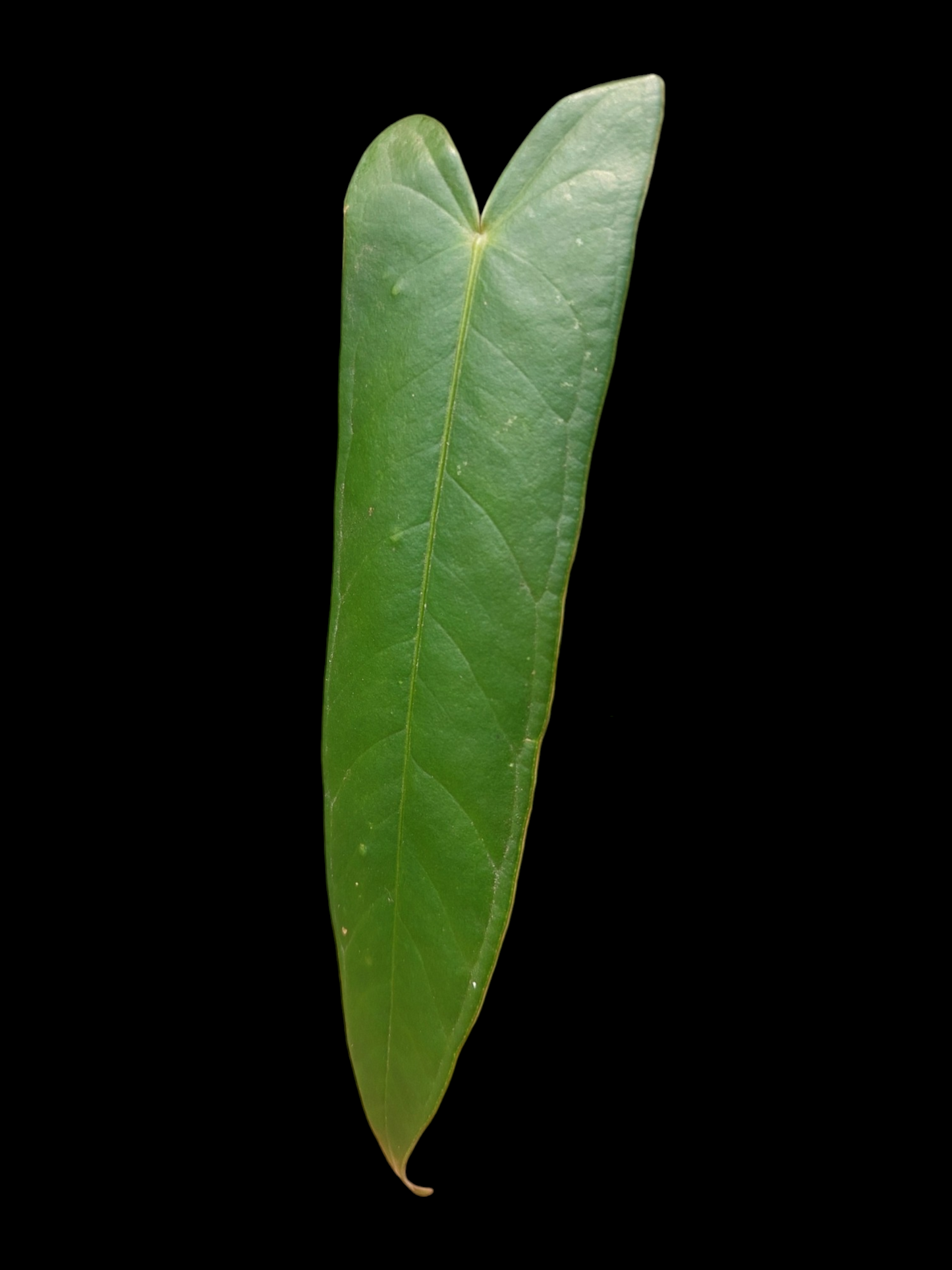 Anthurium Josei Narrow Form Size Small (EXACT PLANT)