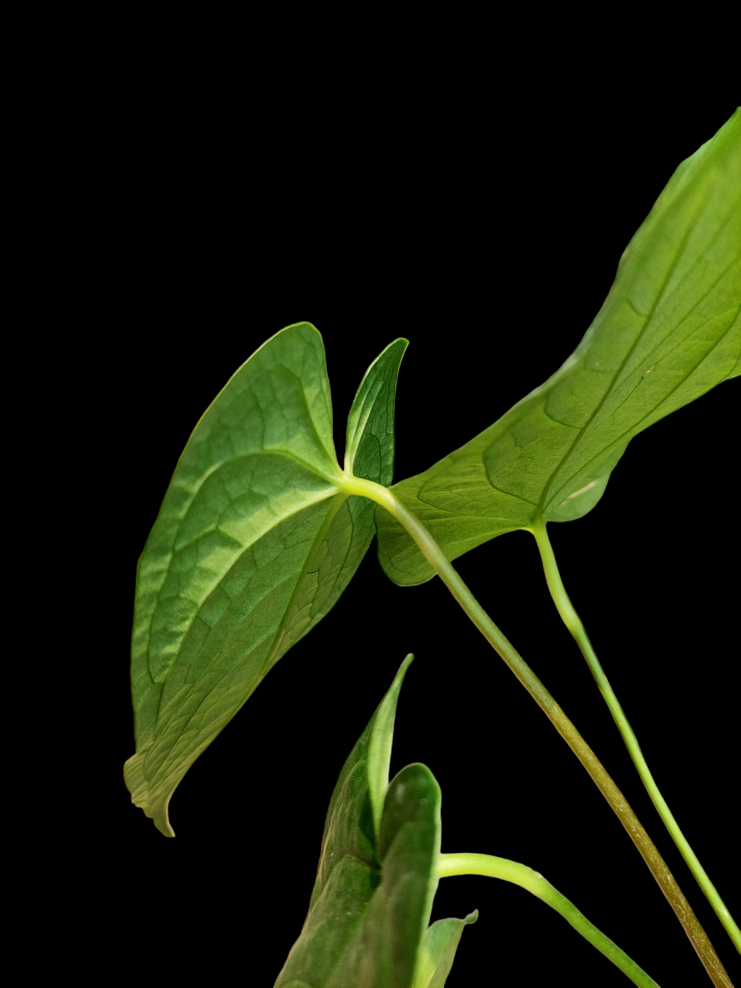 Anthurium sp. "Tarapoto Dark Velvet" Small Size with 4 Leaves (EXACT PLANT)