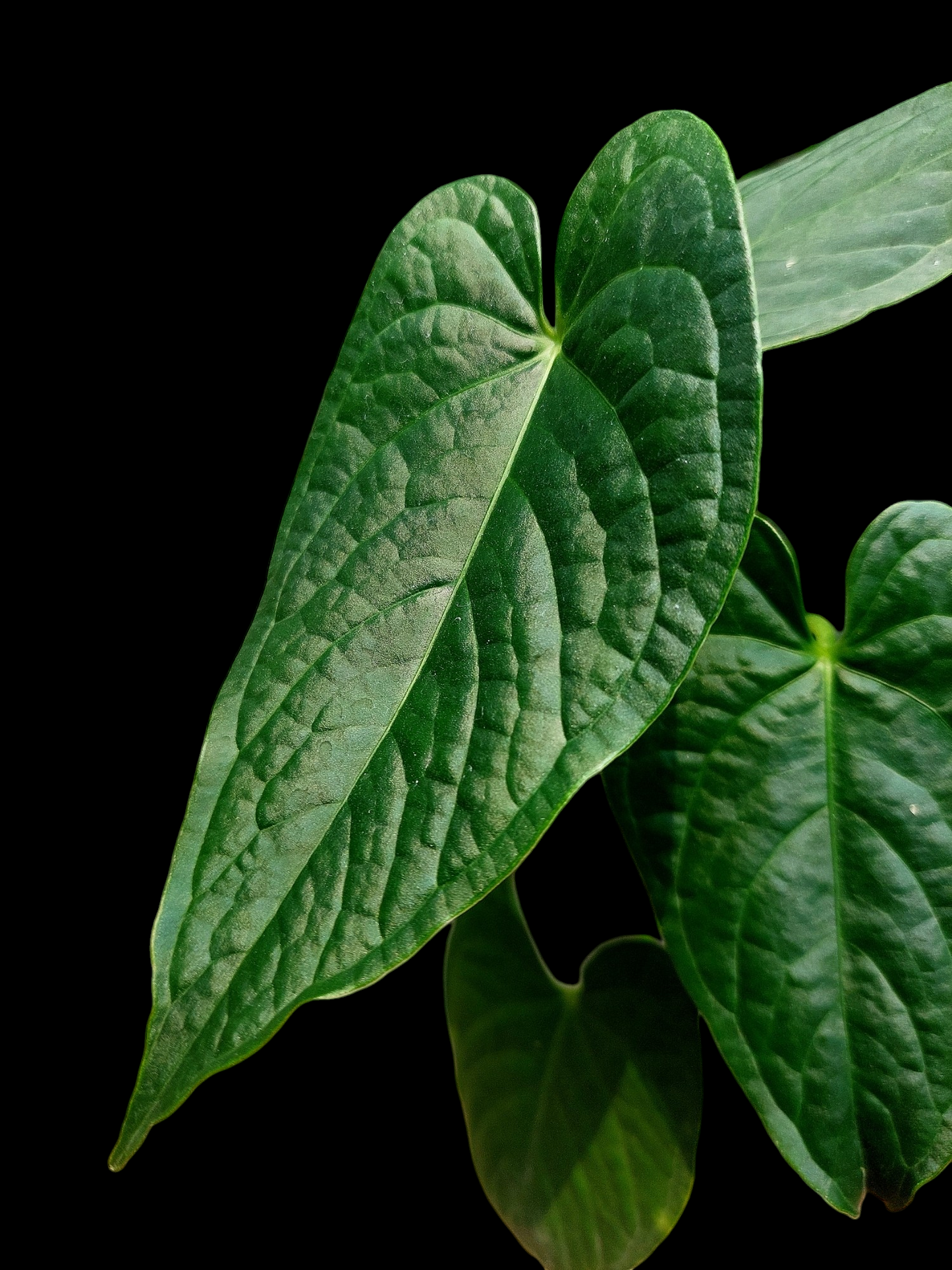 Anthurium sp. "Tarapoto Dark Velvet" Small Size with 4 Leaves (EXACT PLANT)