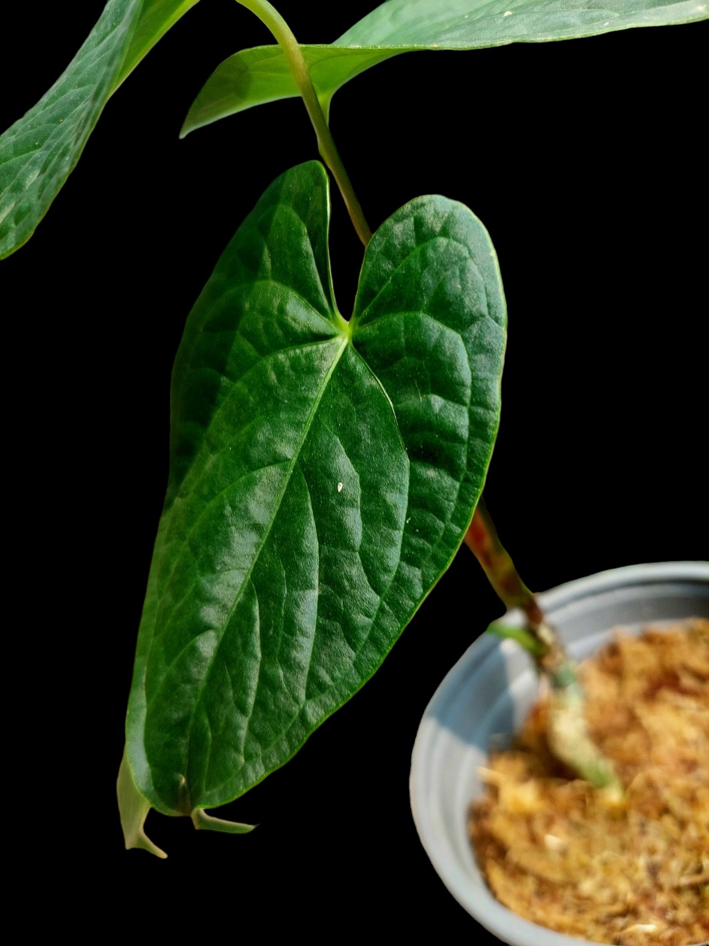 Anthurium sp. "Tarapoto Dark Velvet" Small Size with 4 Leaves (EXACT PLANT)