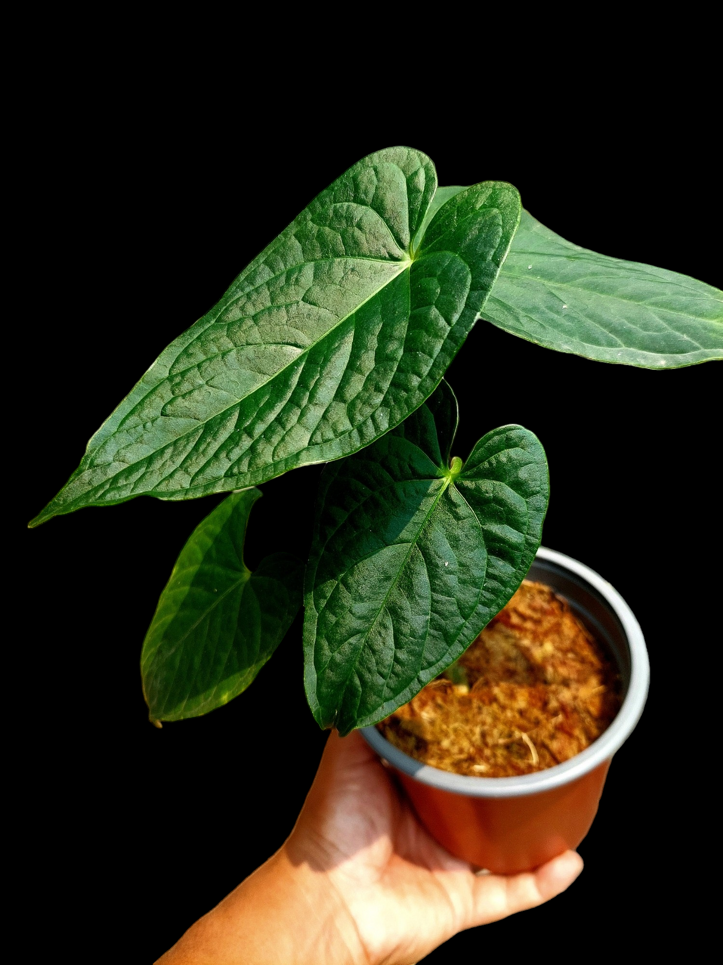 Anthurium sp. "Tarapoto Dark Velvet" Small Size with 4 Leaves (EXACT PLANT)