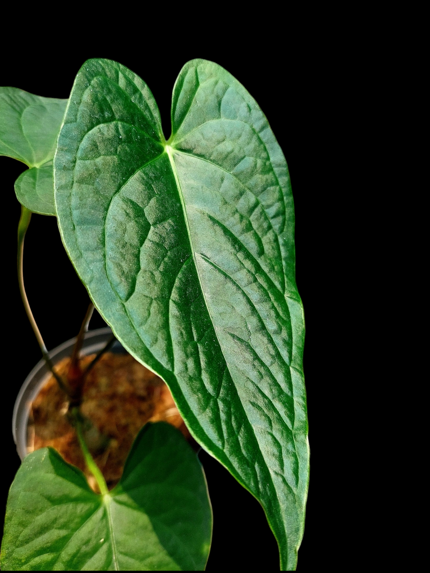 Anthurium sp. "Tarapoto Dark Velvet" Small Size with 4 Leaves (EXACT PLANT)