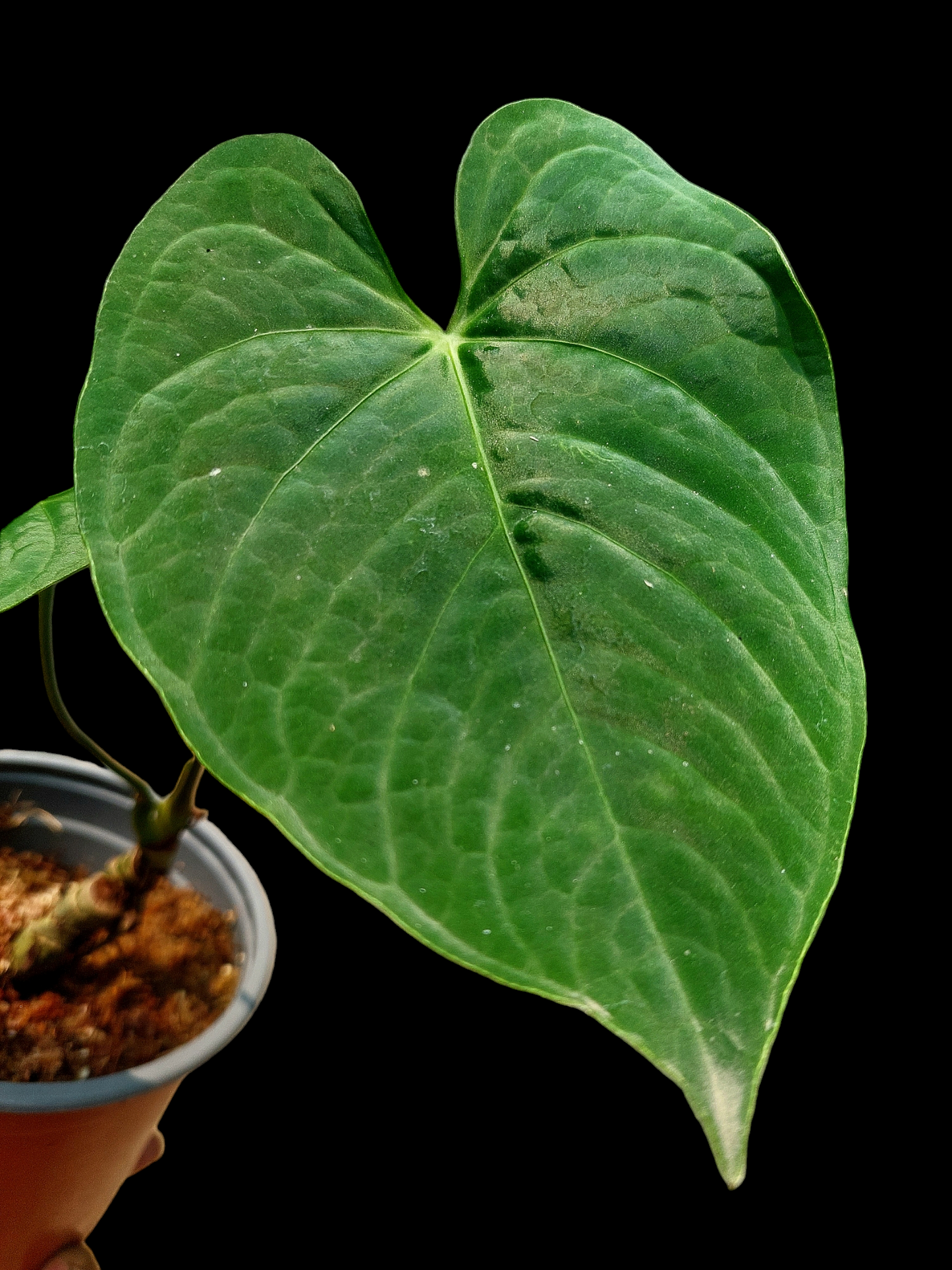 Anthurium sp. "Tarapoto Velvet" Small Size with 2 Leaves (EXACT PLANT)