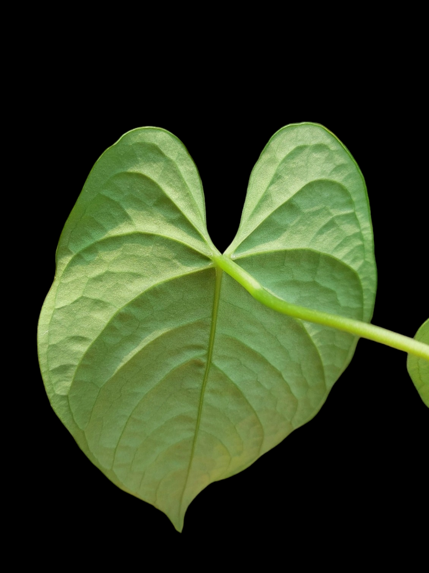 Anthurium sp. "Tarapoto Velvet" Small Size with 2 Leaves (EXACT PLANT)