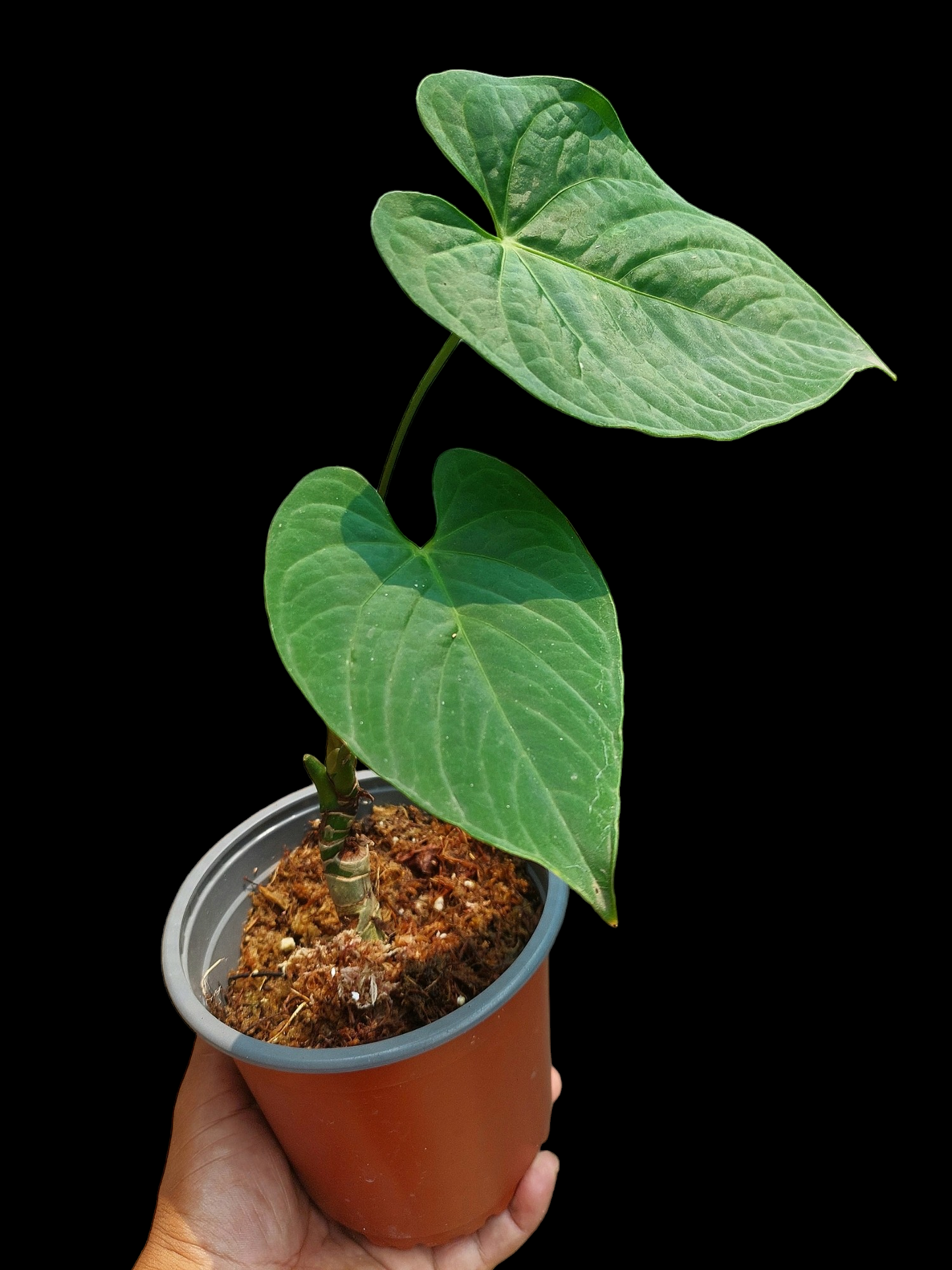 Anthurium sp. "Tarapoto Velvet" Small Size with 2 Leaves (EXACT PLANT)