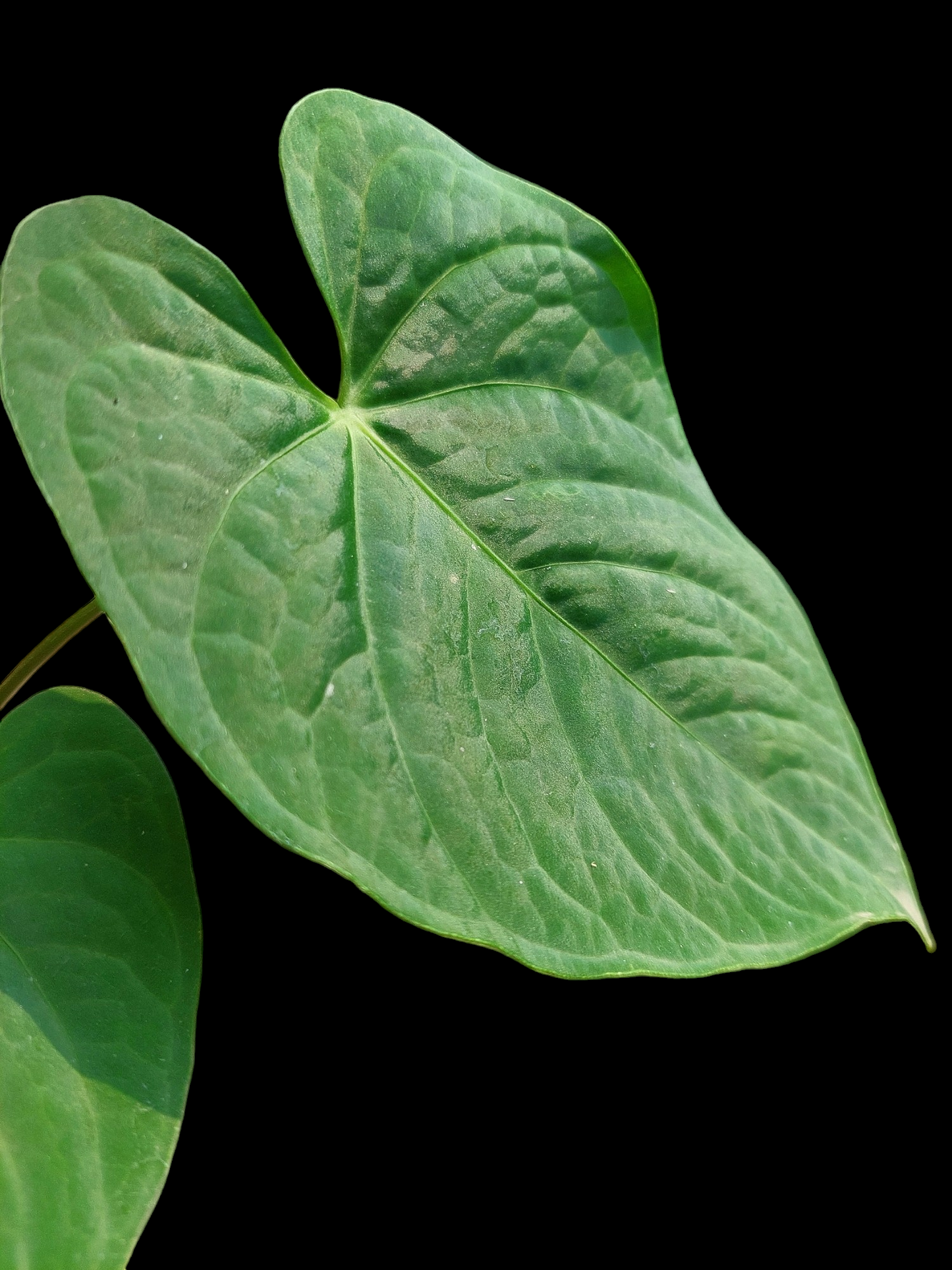 Anthurium sp. "Tarapoto Velvet" Small Size with 2 Leaves (EXACT PLANT)