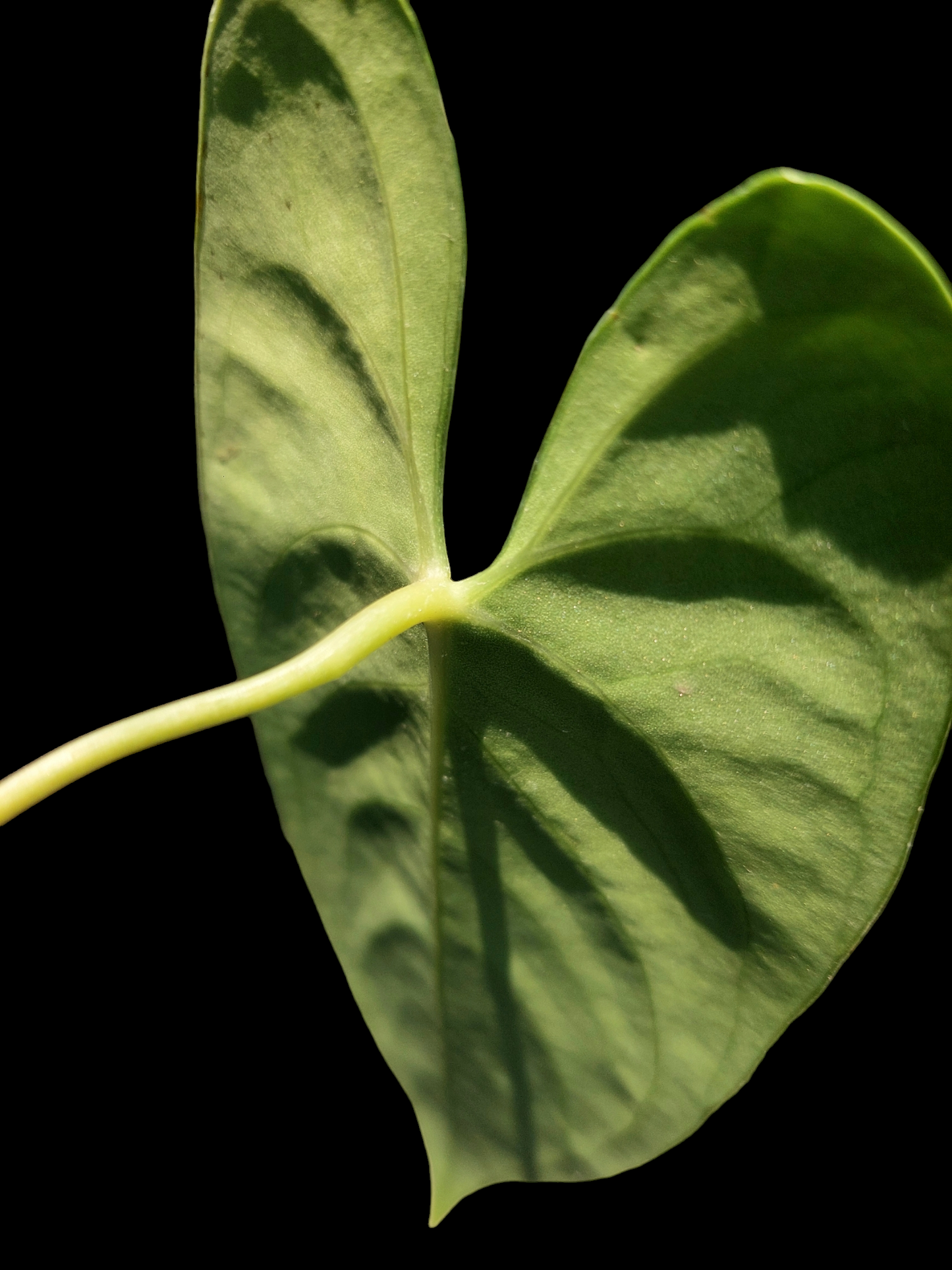 Anthurium sp. 'Shapaja Silver' Small Size (EXACT PLANT)