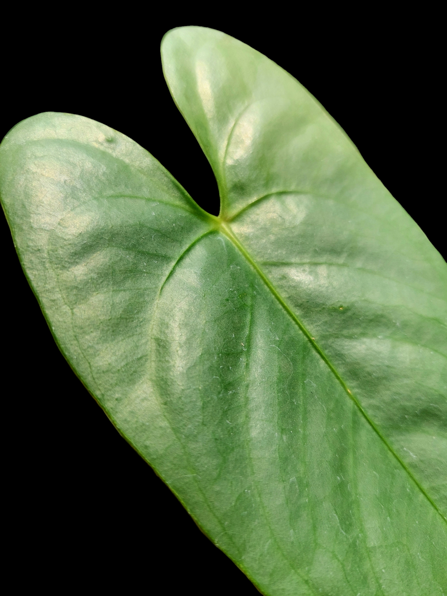 Anthurium sp. 'Shapaja Silver' Small Size (EXACT PLANT)