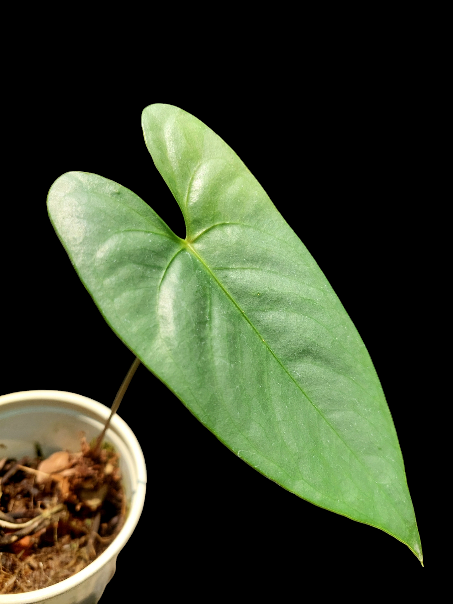 Anthurium sp. 'Shapaja Silver' Small Size (EXACT PLANT)