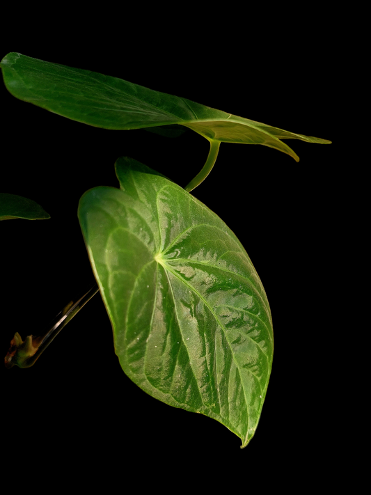 Anthurium sp. "Tarapoto Velvet" with 3 Leaves (EXACT PLANT)