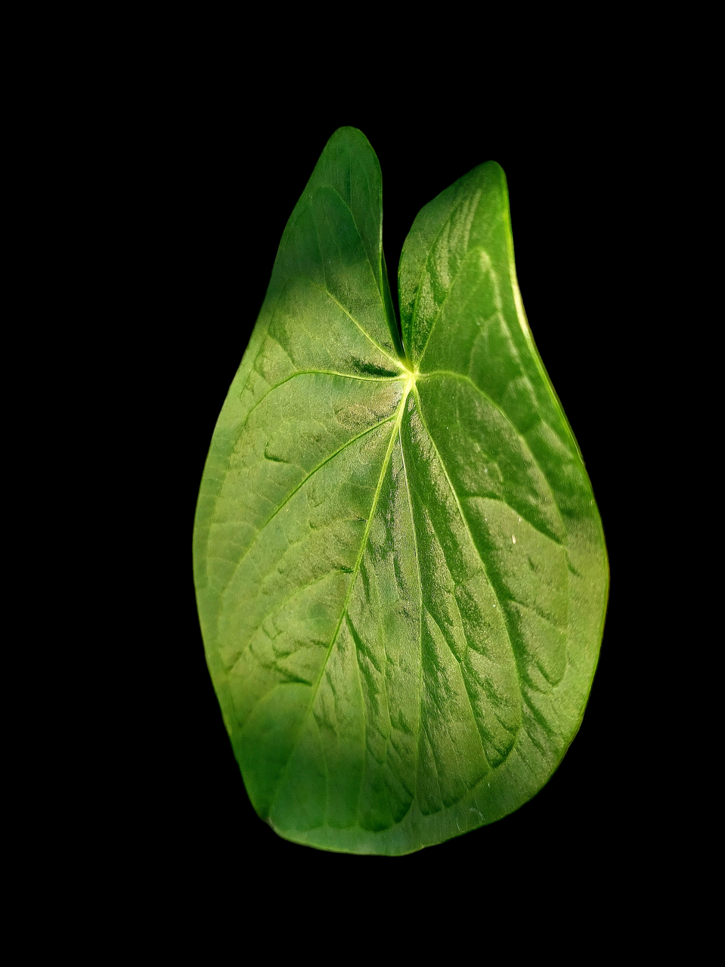 Anthurium sp. "Tarapoto Velvet" with 3 Leaves (EXACT PLANT)