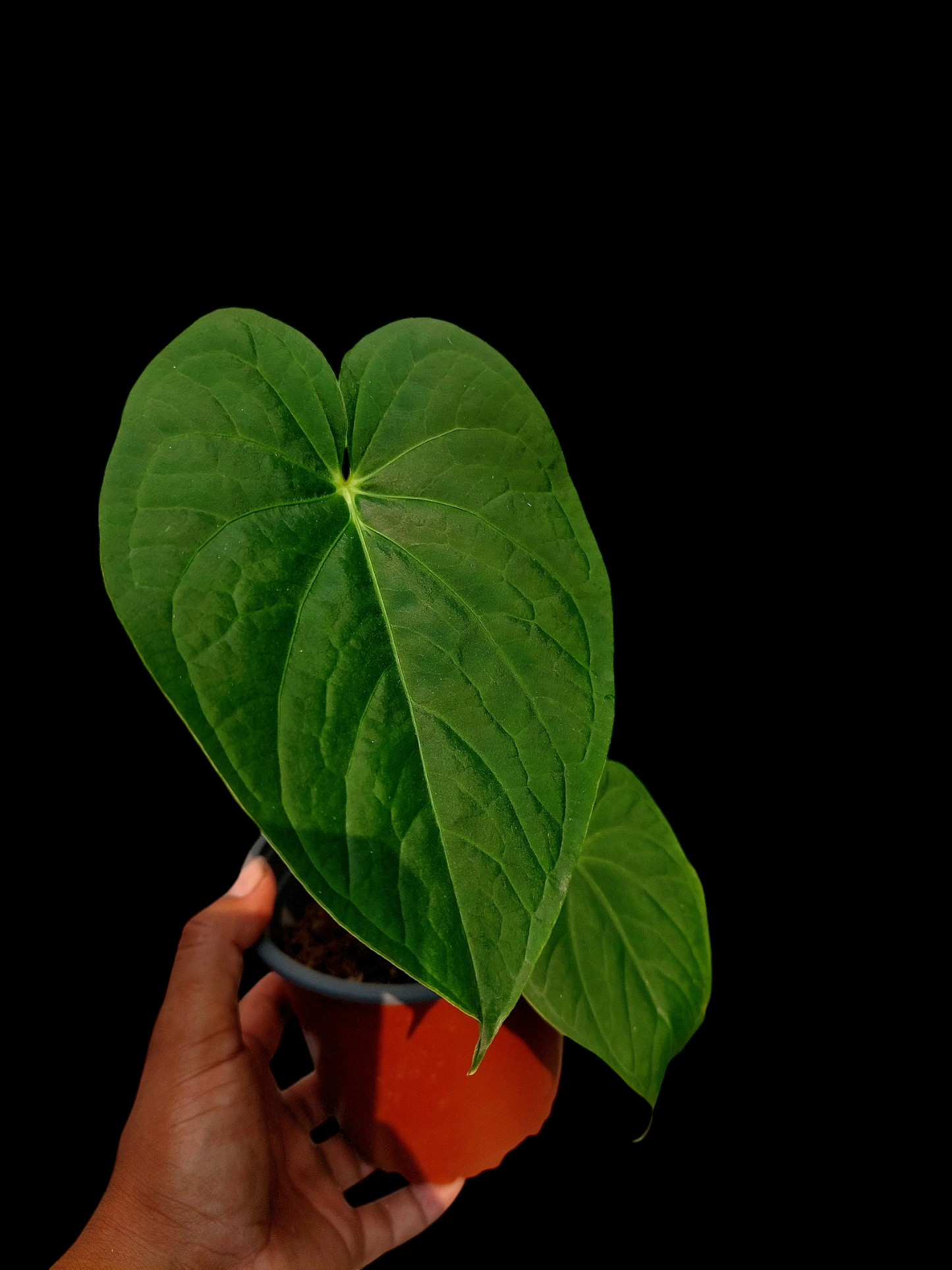 Anthurium sp. "Tarapoto Velvet" with 3 Leaves (EXACT PLANT)