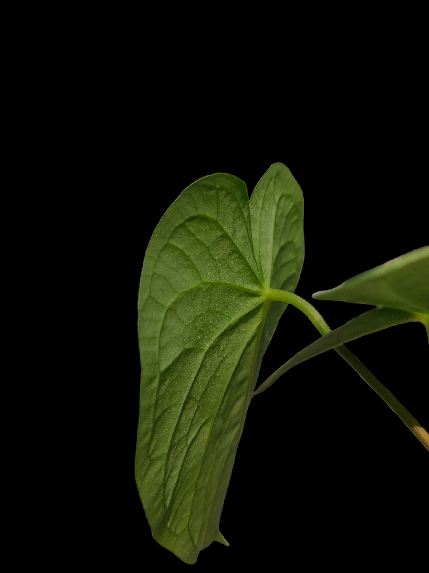 Anthurium sp. "Tarapoto Velvet" with 3 Leaves (EXACT PLANT)