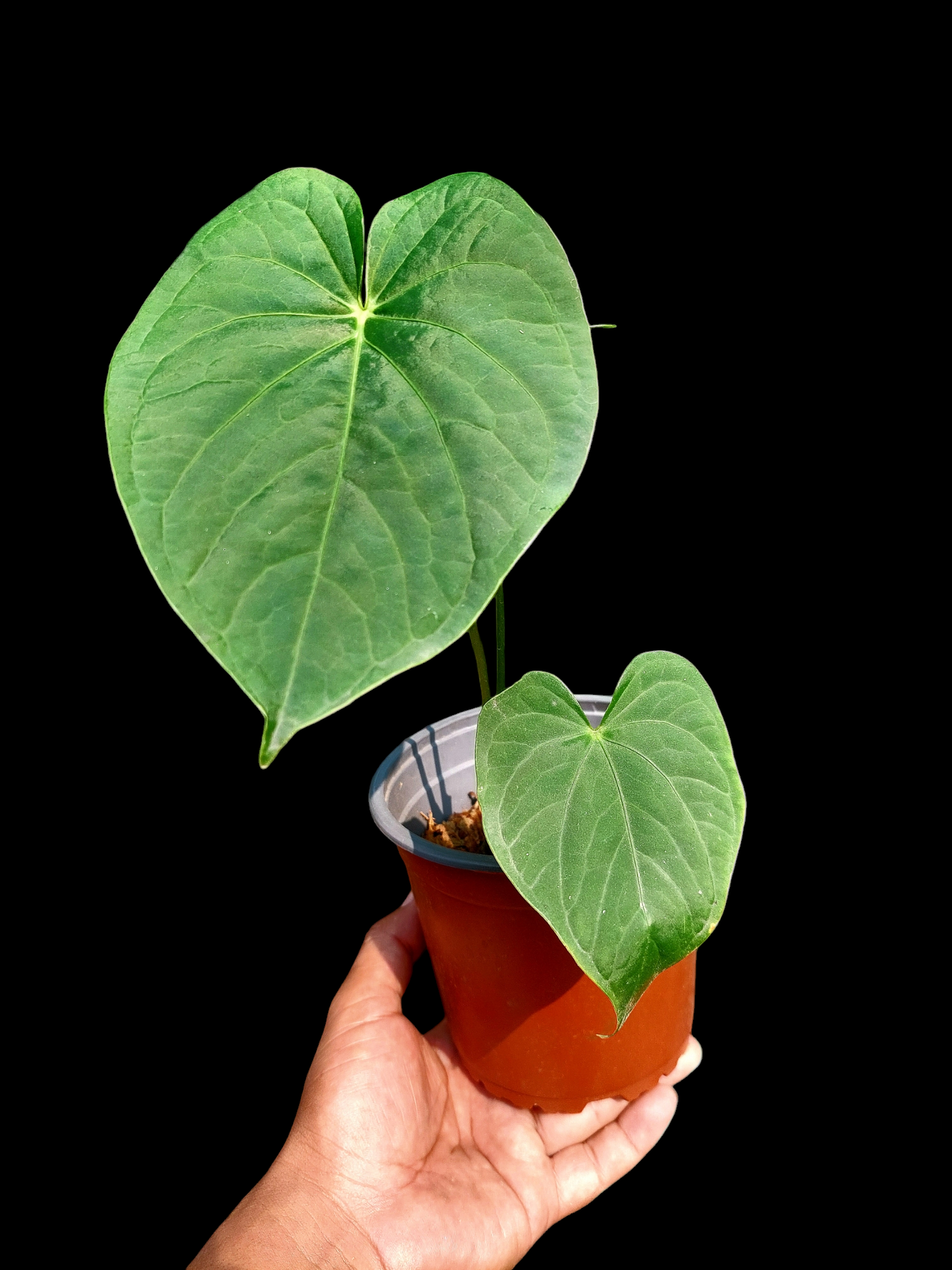 Anthurium sp. "Tarapoto Velvet" with 3 Leaves (EXACT PLANT)