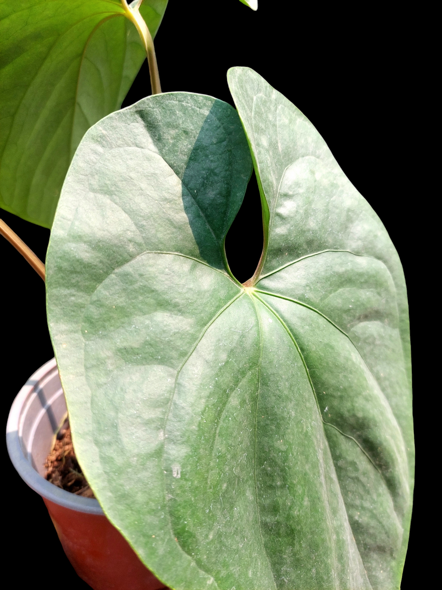 Anthurium sp. Silver Peru Big Plant (EXACT PLANT)