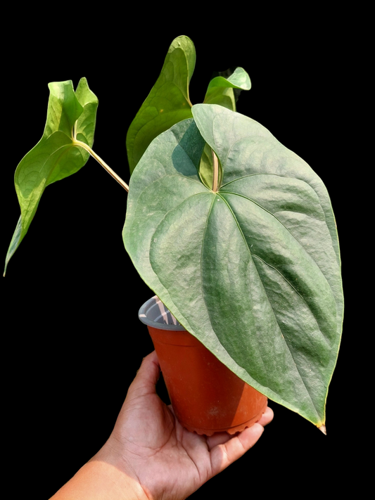 Anthurium sp. Silver Peru Big Plant (EXACT PLANT)