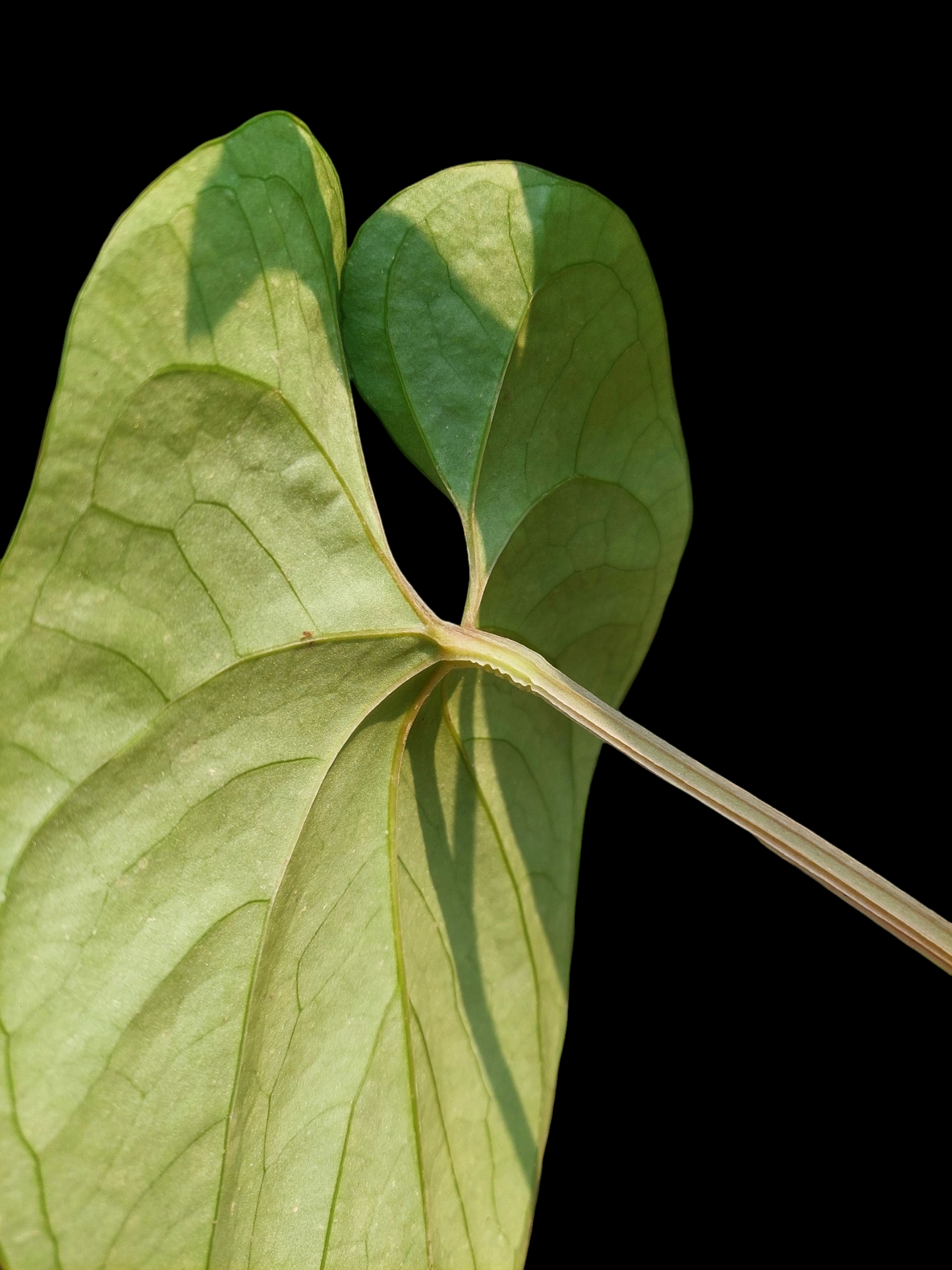 Anthurium sp. Silver Peru Big Plant (EXACT PLANT)