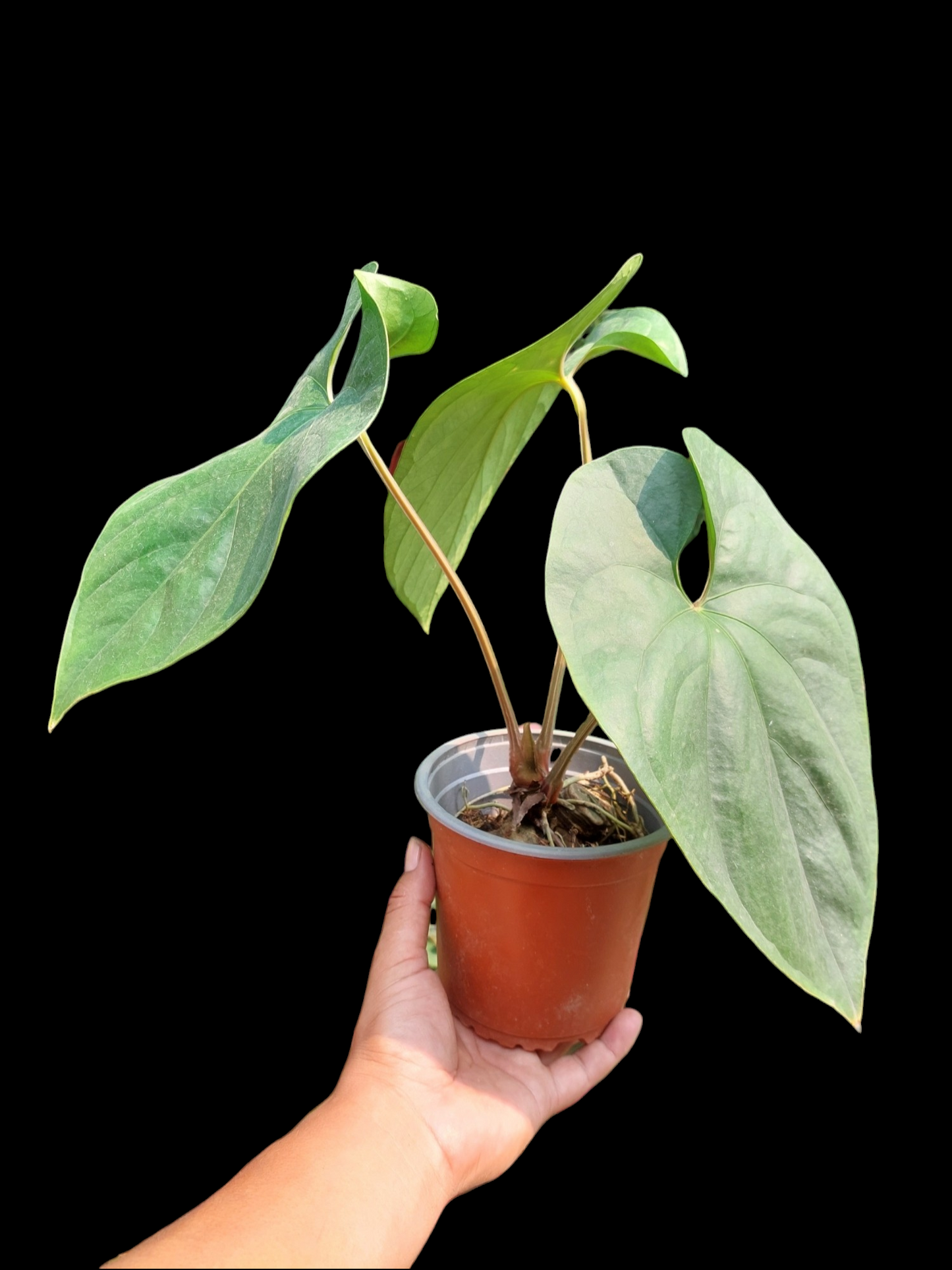 Anthurium sp. Silver Peru Big Plant (EXACT PLANT)