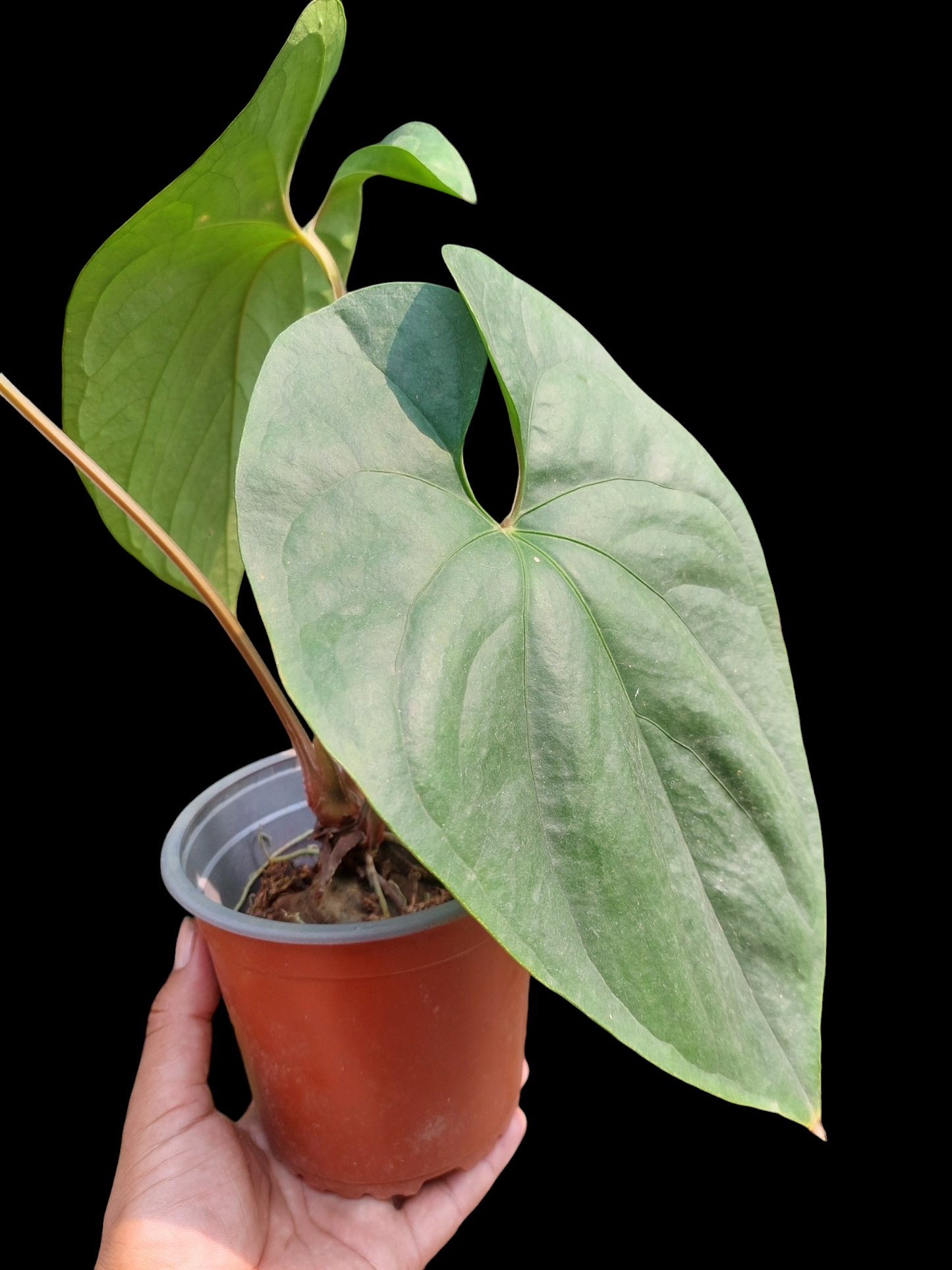 Anthurium sp. Silver Peru Big Plant (EXACT PLANT)