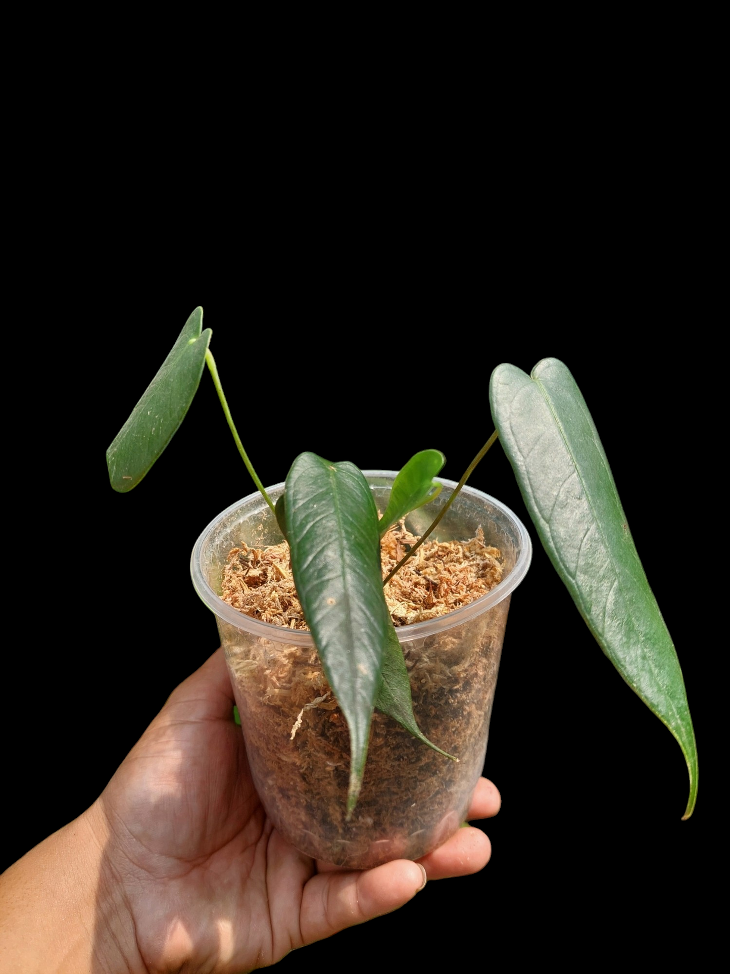 Anthurium Josei Narrow Form Small Size wit 5 Leaves (EXACT PLANT)