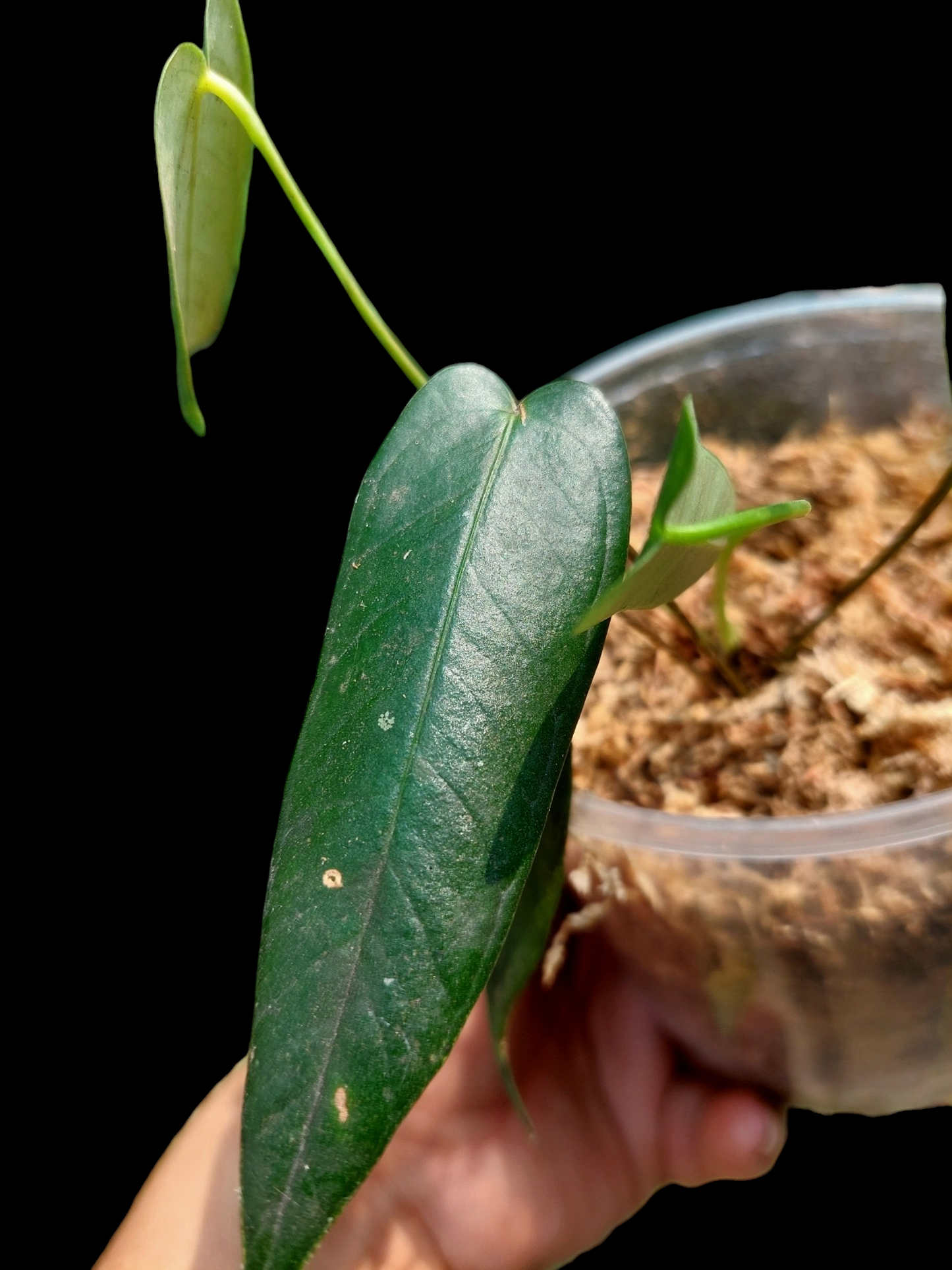 Anthurium Josei Narrow Form Small Size wit 5 Leaves (EXACT PLANT)