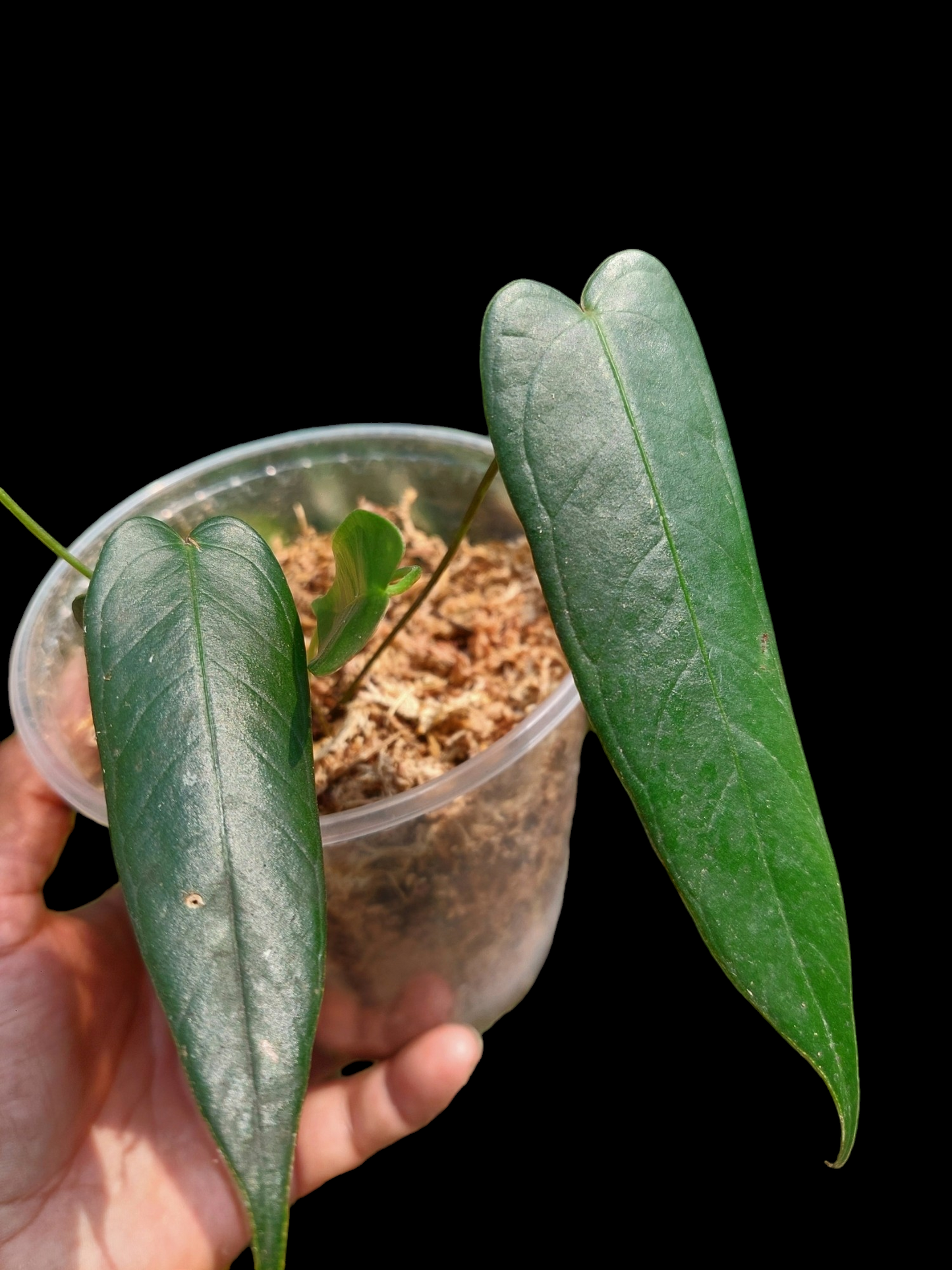 Anthurium Josei Narrow Form Small Size wit 5 Leaves (EXACT PLANT)