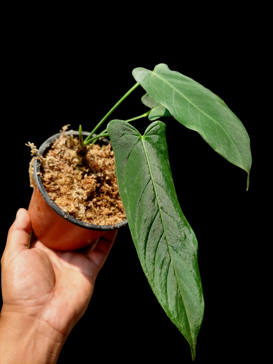 Anthurium Argyrostachyum "Velvety" (EXACT PLANT)