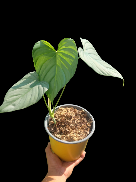 Philodendron sp. 'Silver Angel' 3 Leaves (EXACT PLANT)