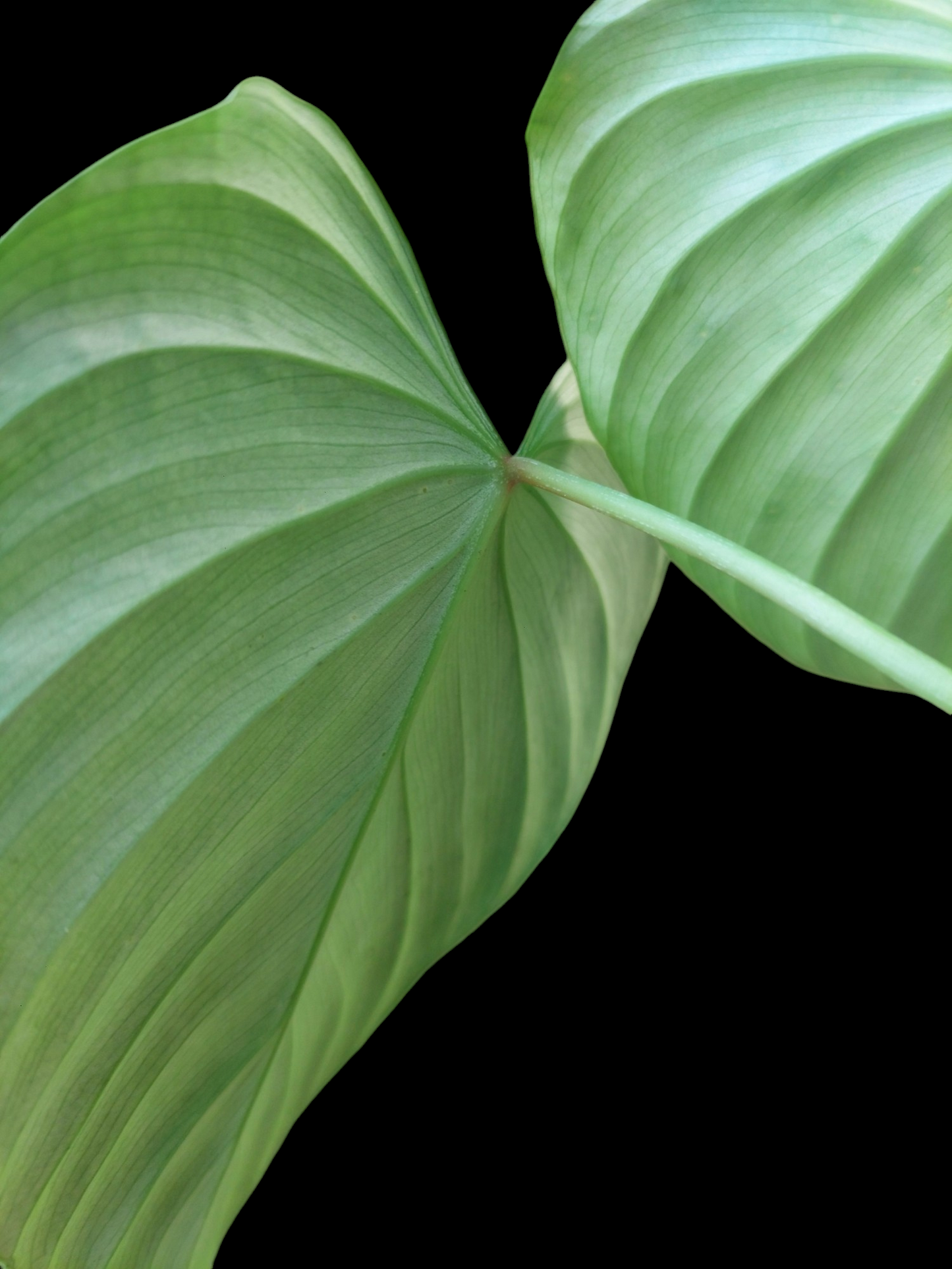 Philodendron sp. 'Silver Angel' 3 Leaves (EXACT PLANT)