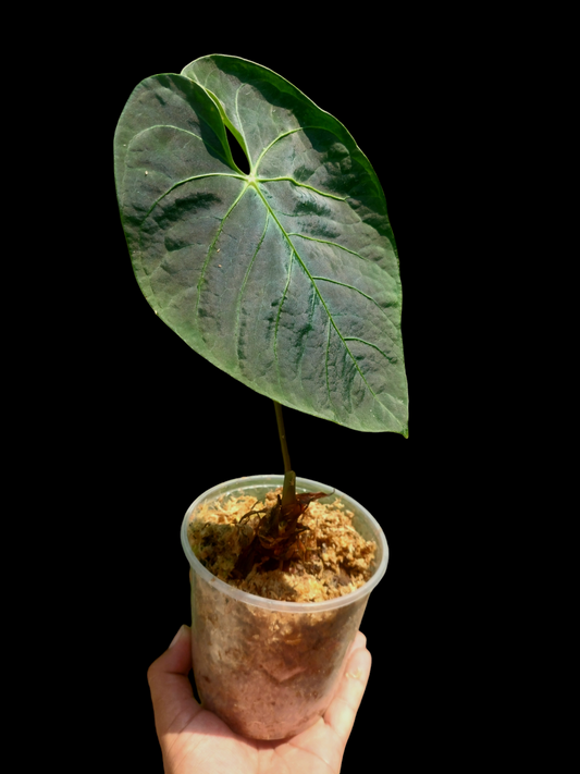 Anthurium sp. 'Huanuquense Dark Velvet' Wild Ecotype (EXACT PLANT)