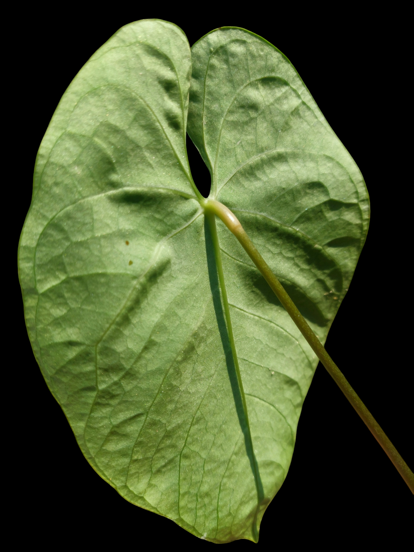 Anthurium sp. 'Huanuquense Dark Velvet' Wild Ecotype (EXACT PLANT)